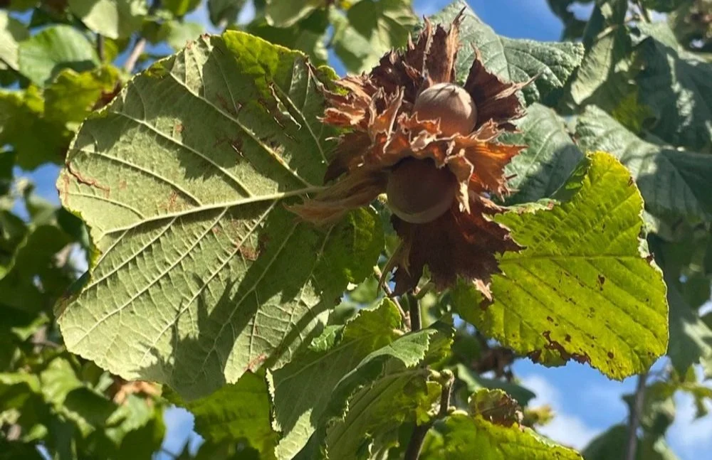 A Deep Dive into The U. S. Hazelnut Market