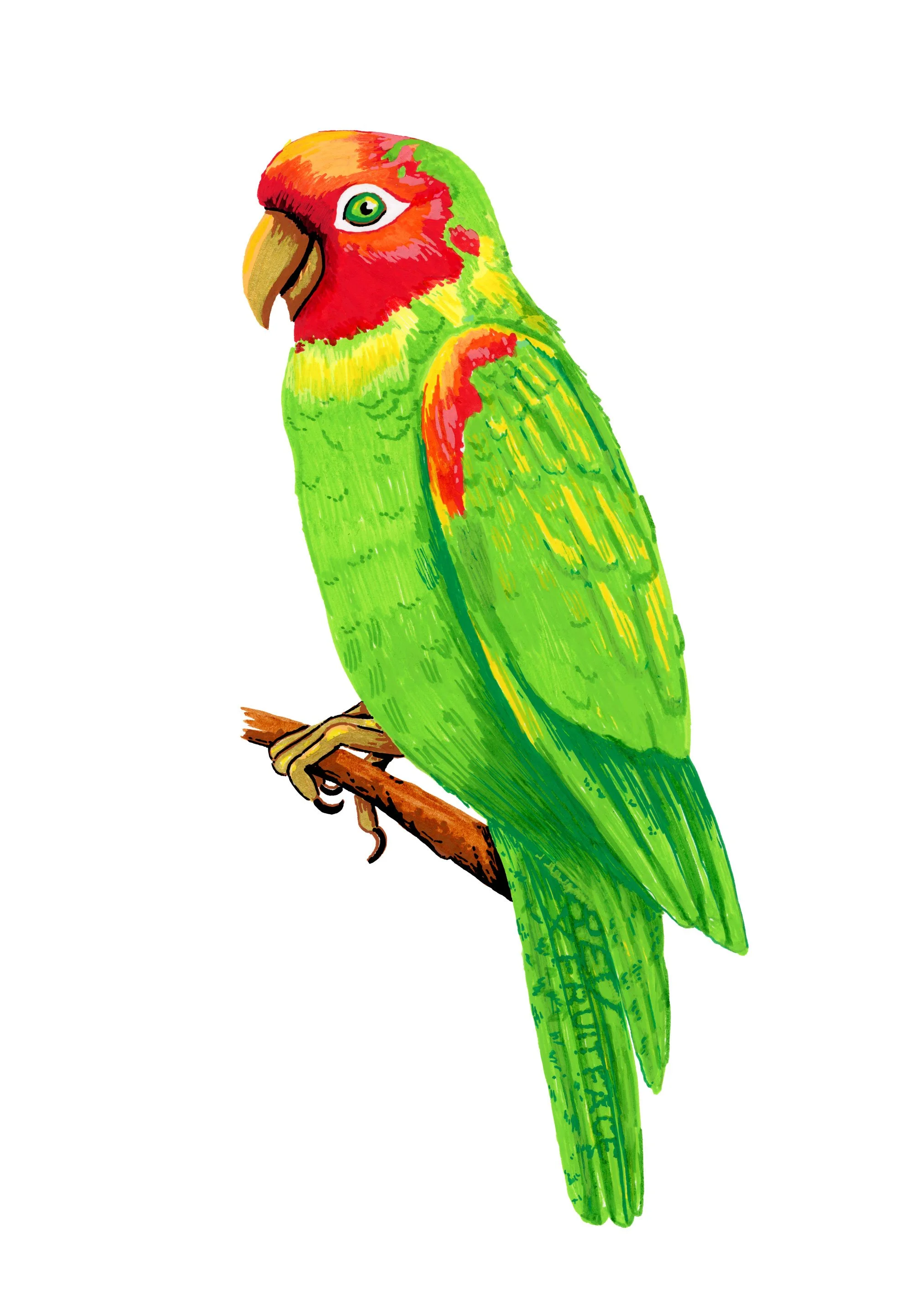 parrot.jpg