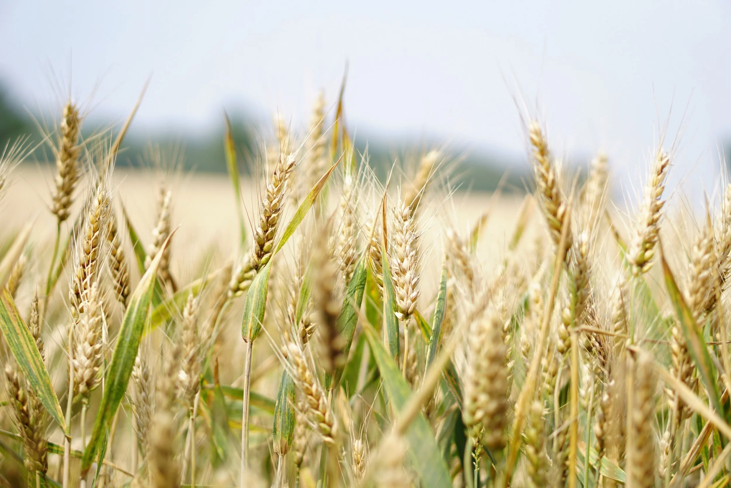 Close-up of a wheat field with mature golden wheat stalks and green leaves under a cloudy sky.