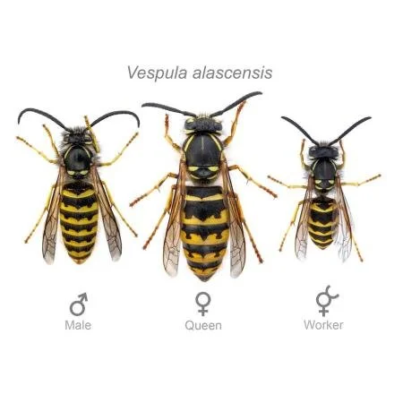 Help your local bees this spring