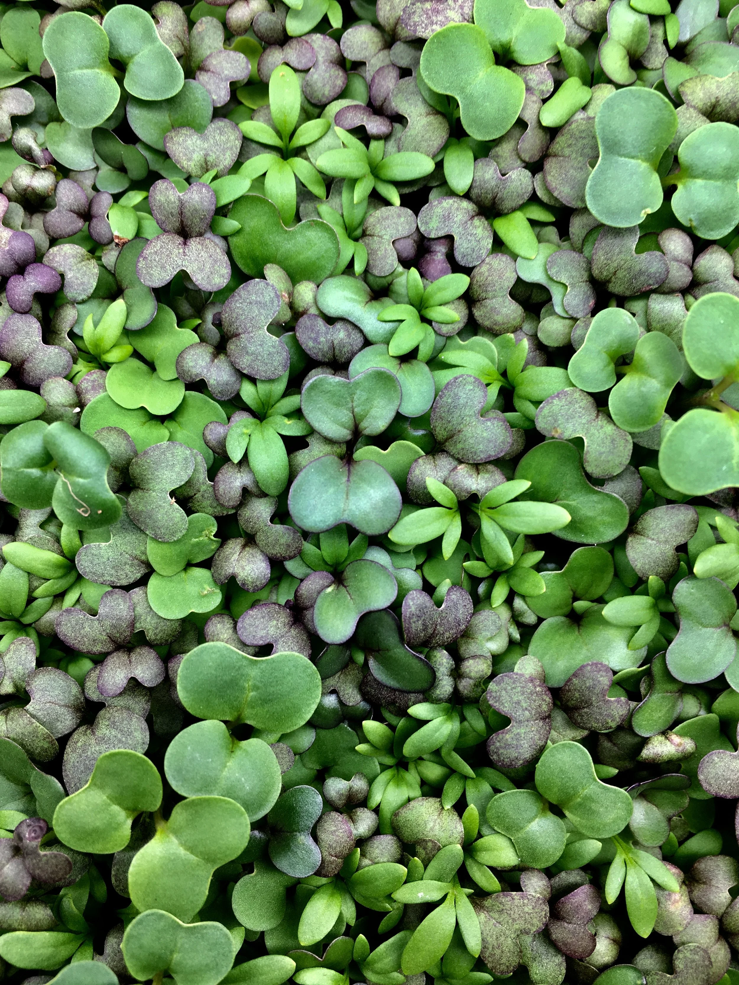 Foxtail Produce has a variety of fresh microgreens to choose from
