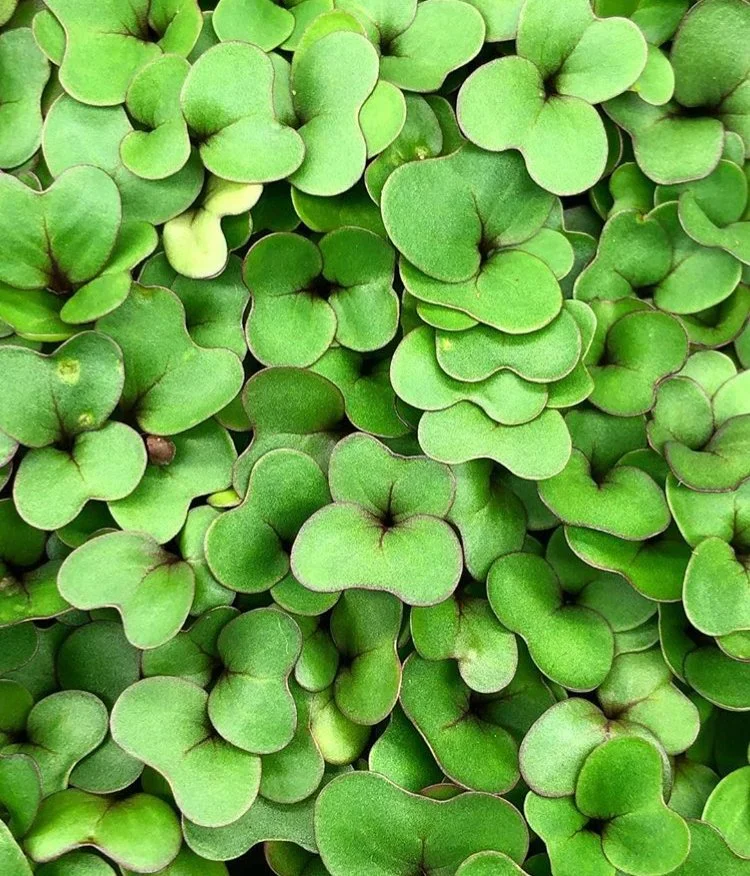 At Foxtail Produce, we take great pride in giving back to our community