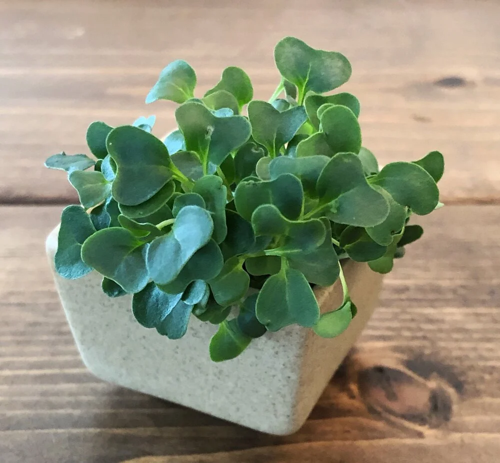 Kale microgreen.jpeg