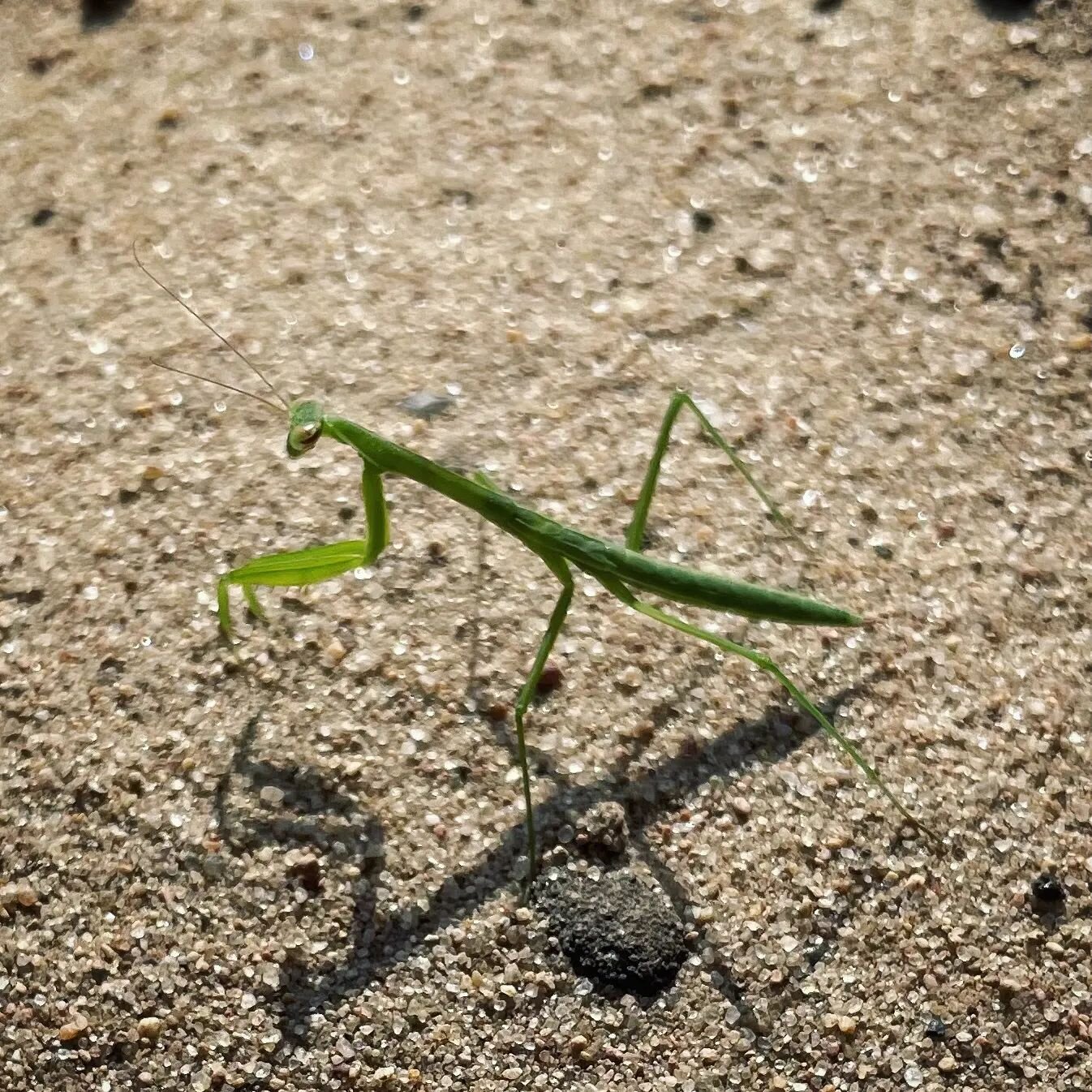Hello Friend!!!! We love finding Praying Mantis in/near our gardens. Below are a few tips if you're wanting to attract and care for these very beneficial insects in your yard/garden. 
&quot;One of the easiest things to do to encourage praying mantis 
