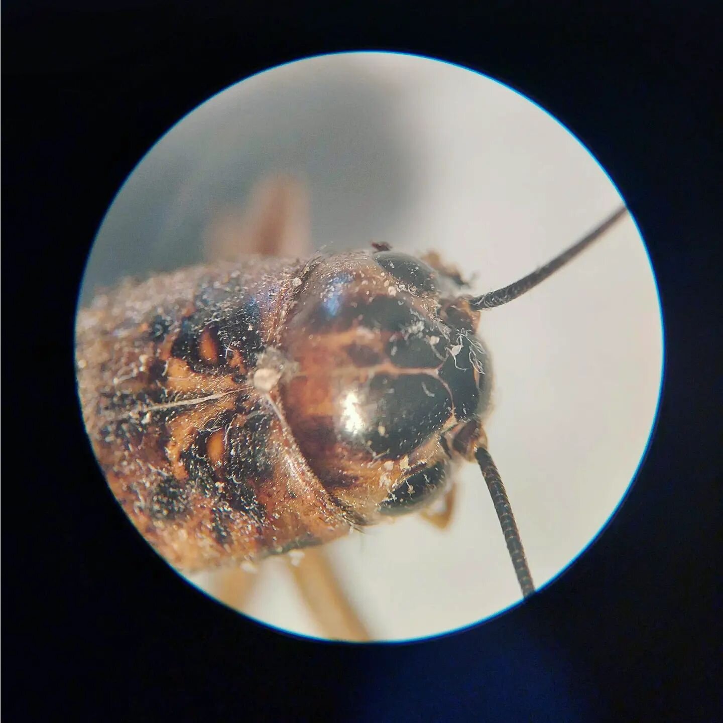 We've been doing a lot of &quot;bug&quot; stuff lately. Our resident &quot;bug&quot; expert shared this photo of brown field cricket he was working on identifying. Do you have any tools you use to identify &quot;bugs&quot;? Please share in the commen