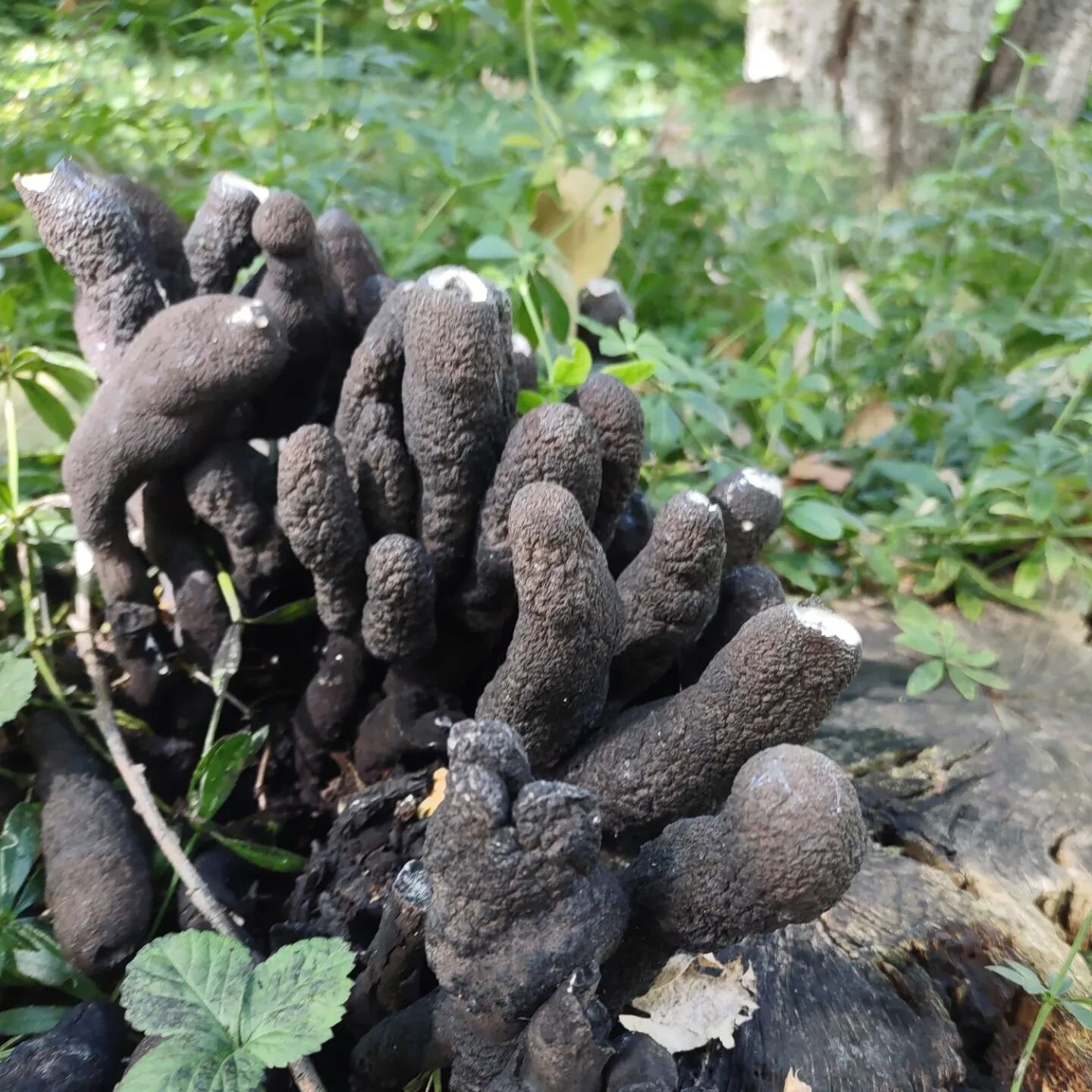 We found some beautiful fungi on a hike today. Have you seen anything new or exciting on your fall excursions? 
#deadmansfingers #turkeytail #mushrooms #fungi #fallhikes #october #forestbathing #naturetherapy