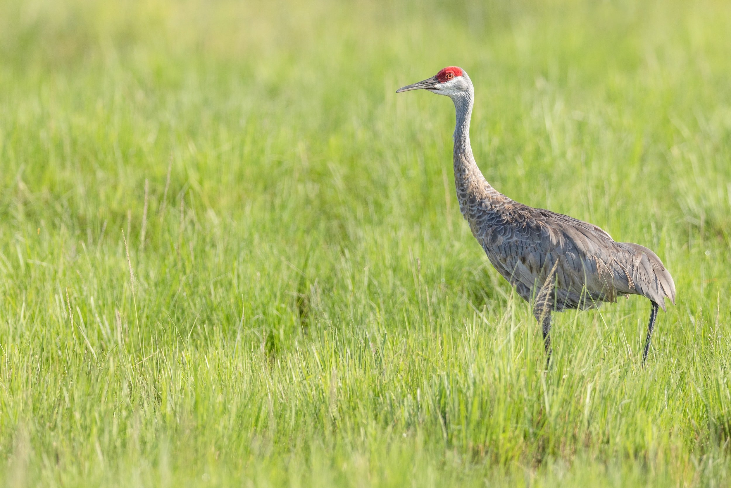 Know a Bird - Sandhill Crane —