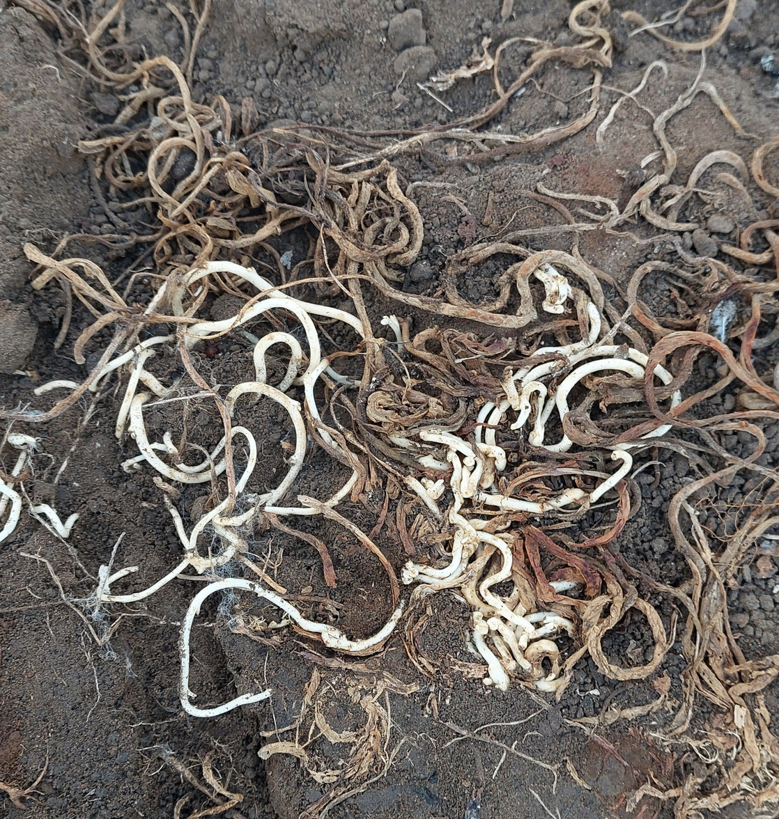 How to Isolate Bacteria, Archaea or Fungi from Soil.