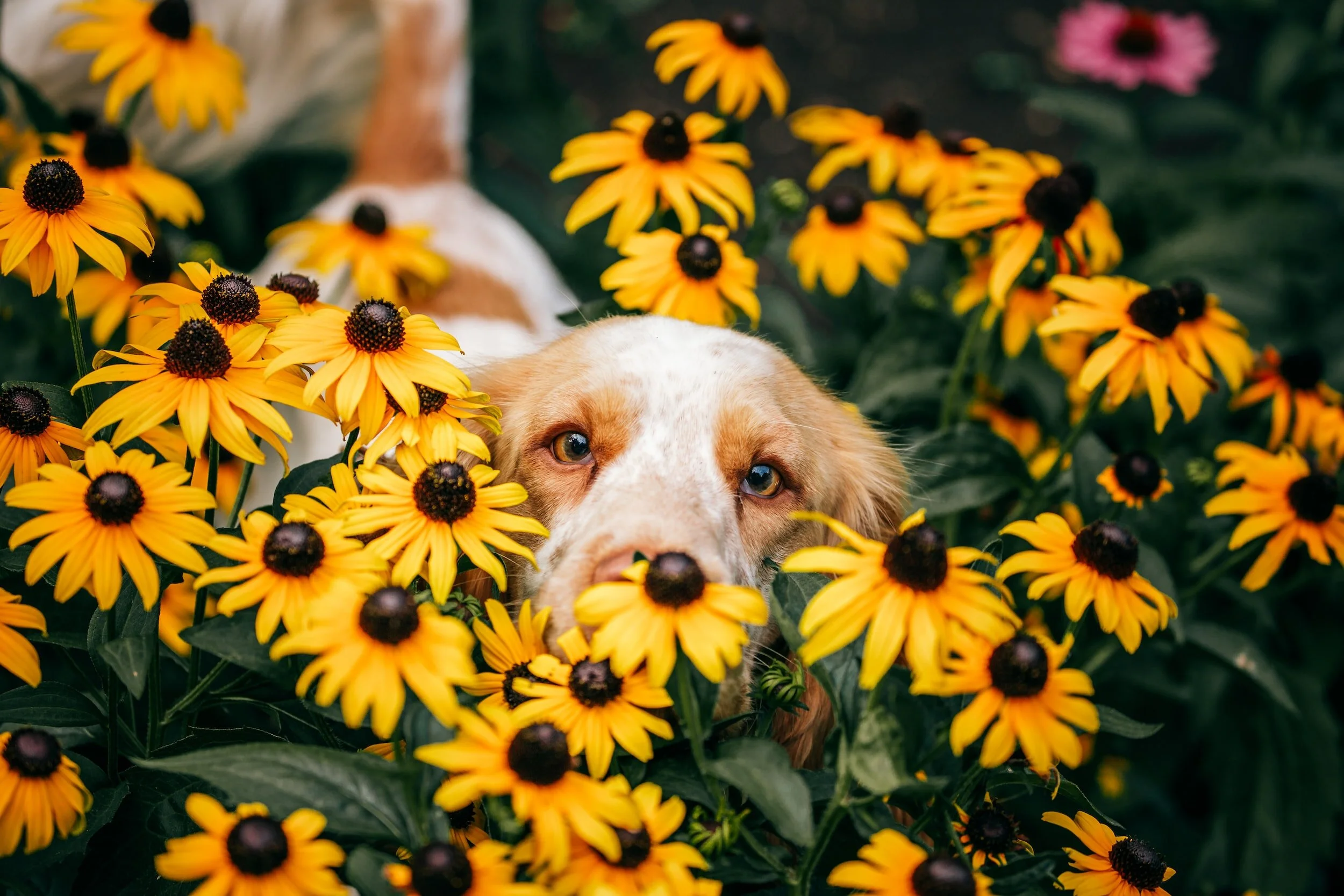 Pets in the Garden: Deter Digging, Dogs