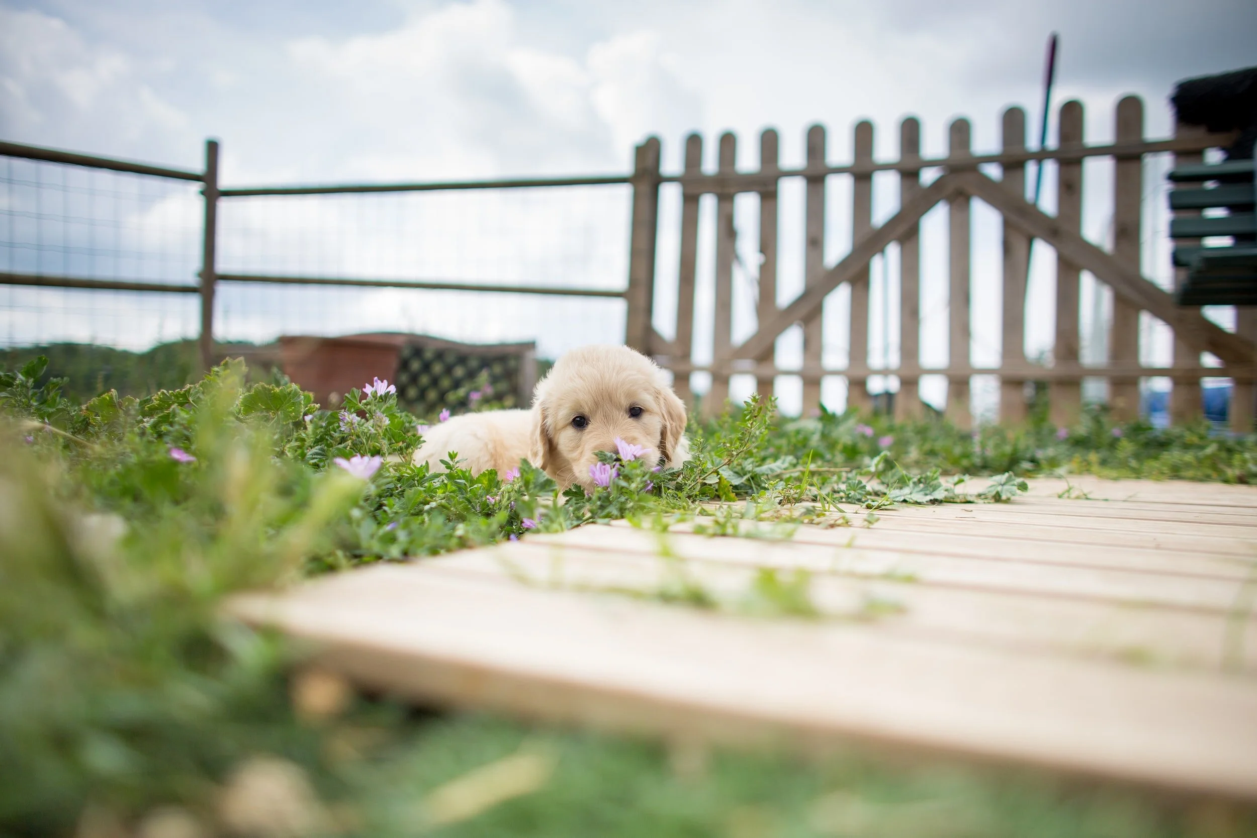 Pets in the Garden: Deter Digging, Puppies