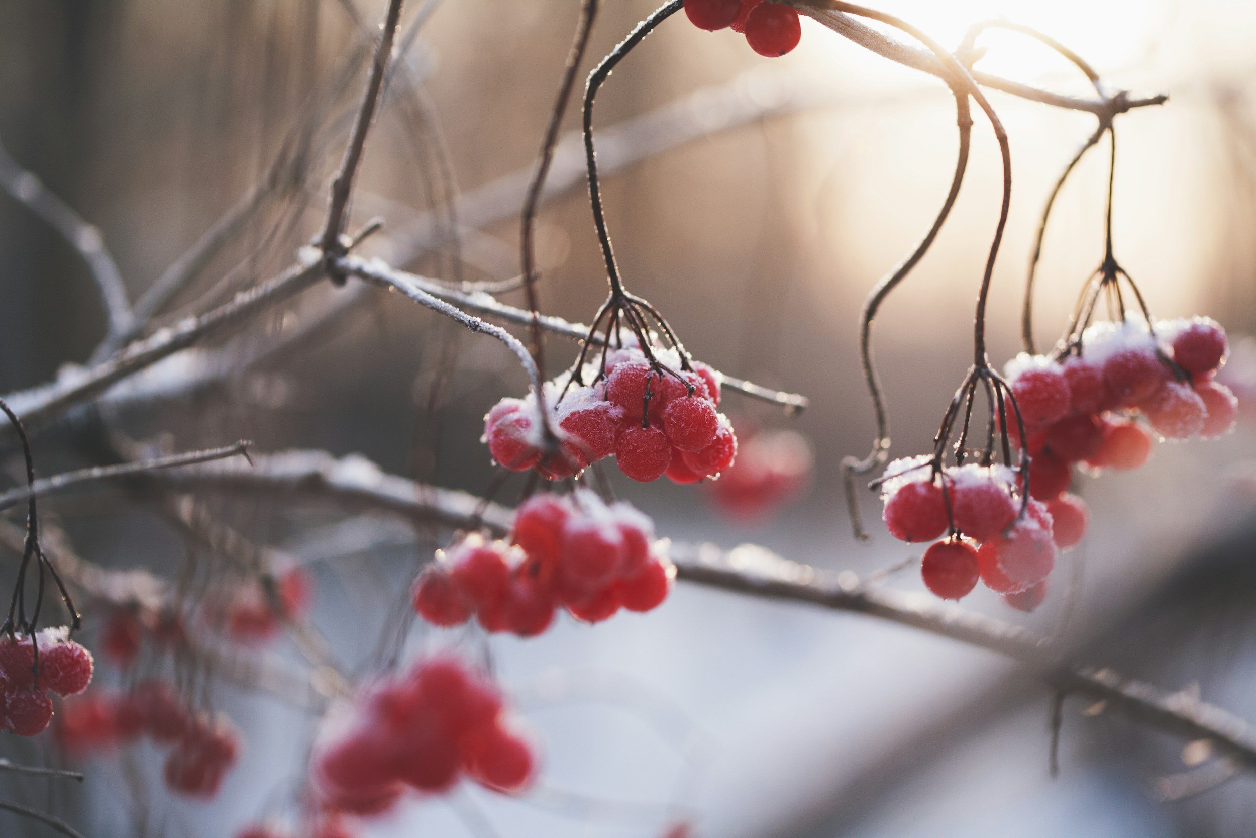 VIII: What Do I Do With Native Plants in the Winter?