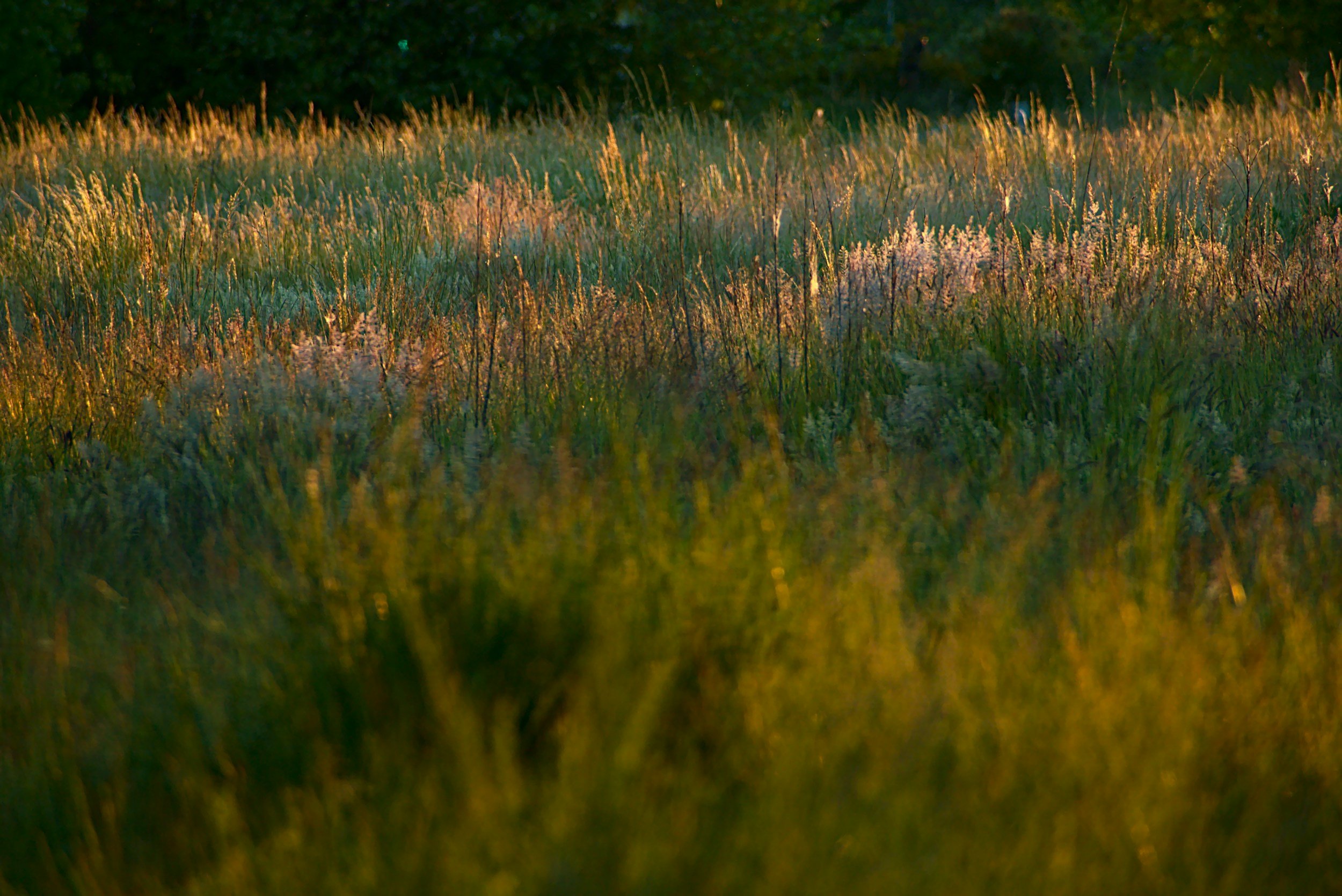 10 Reasons You Shouldn't Mow Your Lawn