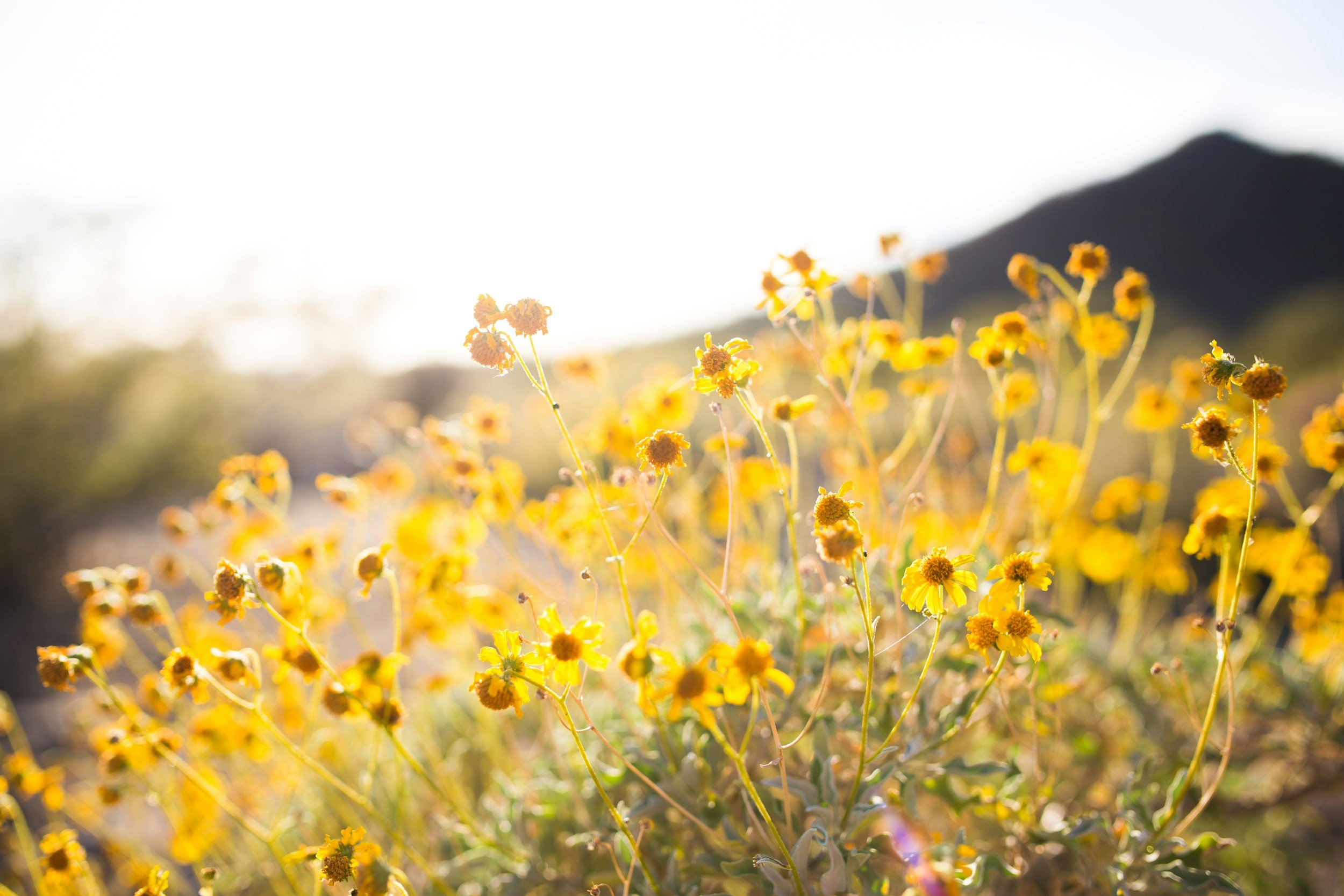Embrace Native Beauty: Why You Should Replace Your Lawn with Kansas Natives