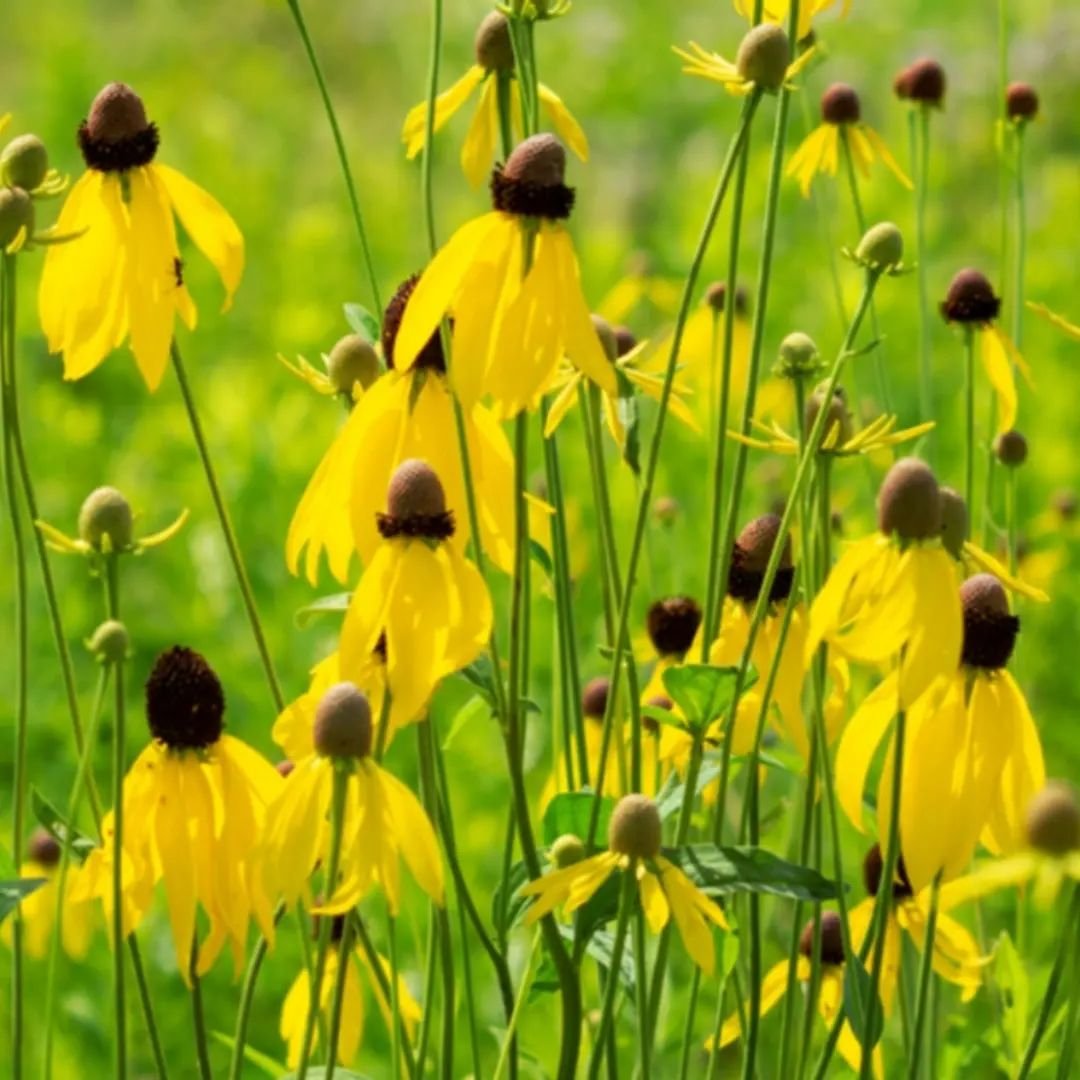 Whether you&rsquo;ve converted a small patch or your entire lawn, we want to hear about your lawn-to-prairie journey! 

Share your successes, challenges, and everything in between. Every story helps inspire others to rewild their spaces, big or small