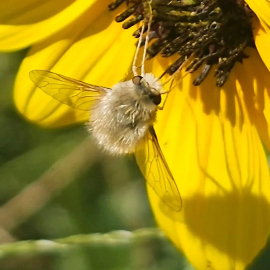 By diversifying your lawn with native plants and wildflowers, you're creating a buffet for insects like this fuzzy fly, providing them with food and shelter. Let your lawn grow wild, and give nature a helping hand!

 #FreedomNotToMow #PollinatorParad