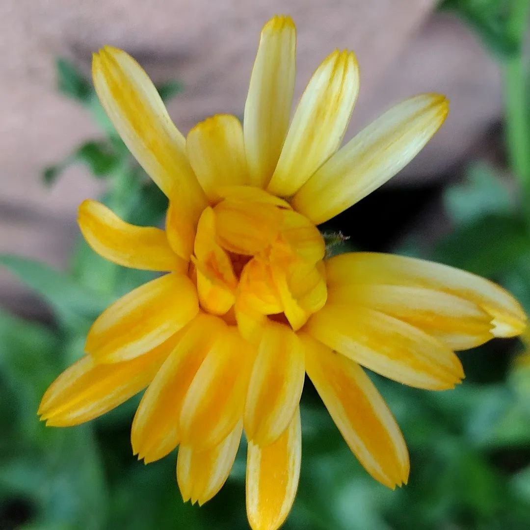 How are your flowers holding up after the first week of October?Let&rsquo;s celebrate those resilient blooms that are still brightening up our gardens and providing vital food for our pollinators as the cooler weather sets in. Here are a few question