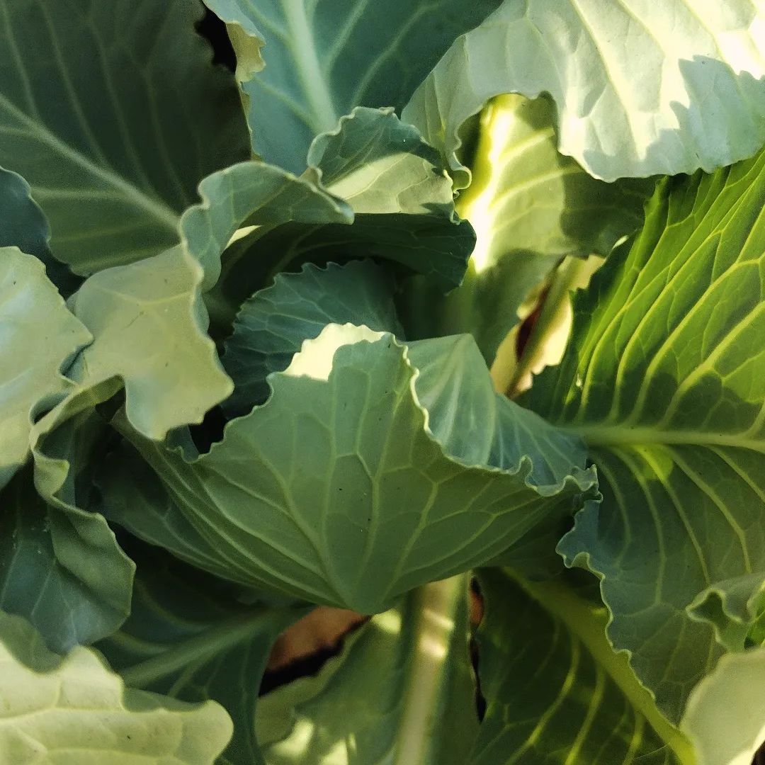 Fall is here and our research garden is thriving! Cabbage, one of the hardiest cool-weather crops, is coming along beautifully. This season is perfect for planting hearty greens that can withstand the chill.

#FallHarvest #GardenResearch #CabbageLove