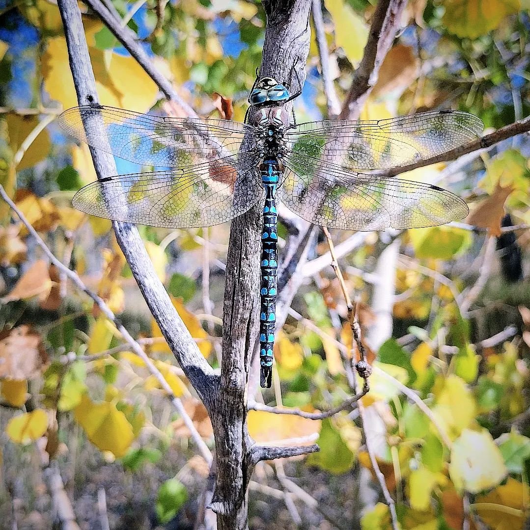 Happy Saturday from Birdhouse.farm!! This dragonfly knows where the peace is&mdash;out in nature! Take a moment to step outside today, soak in some sunshine, and let the fresh air boost your mental health. Fun, calm, and connection are just a breath 