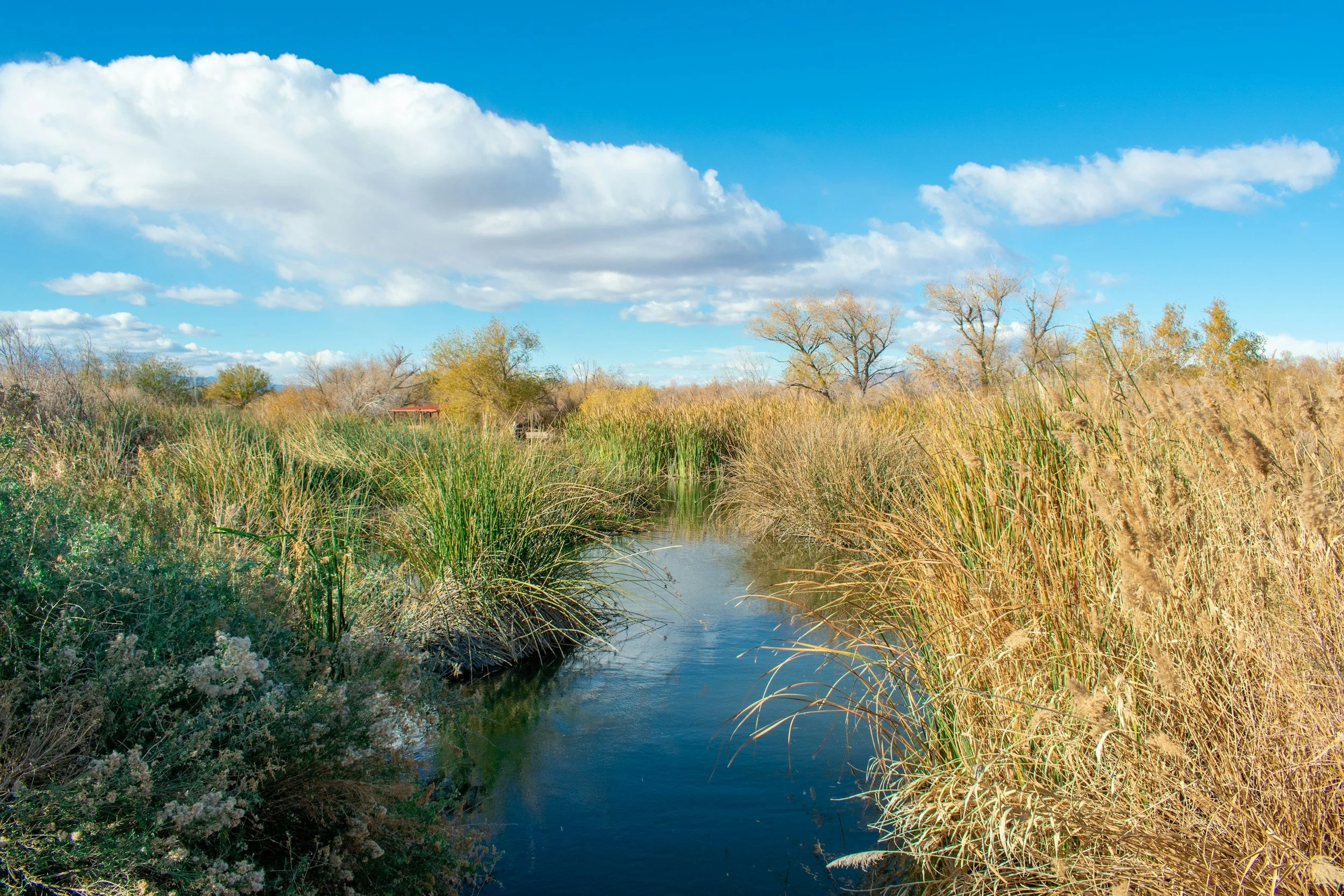 Cultivating Sustainability: Our Urban Wetlands Demonstration at Birdhouse.farm