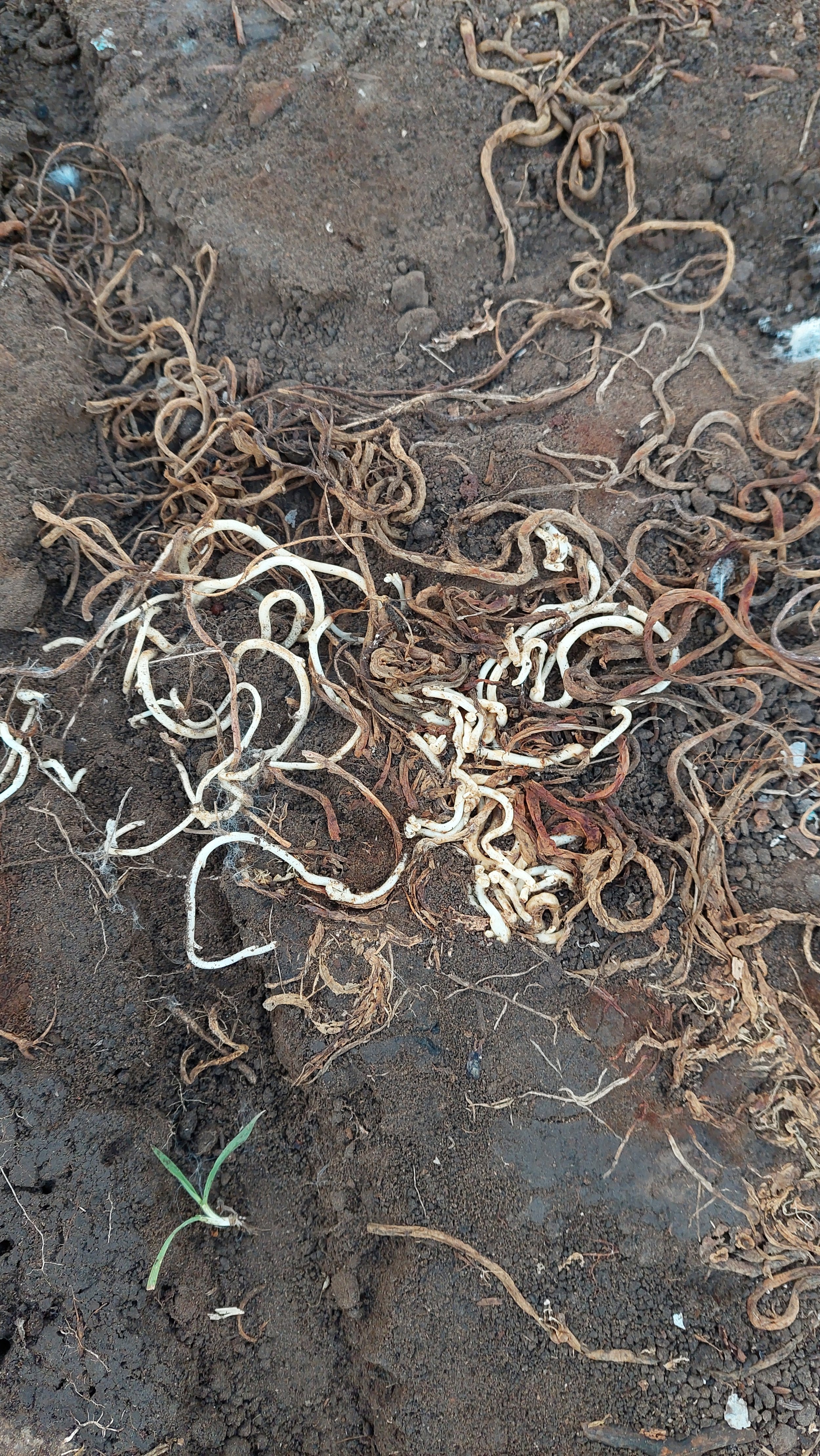 Roots found growing under buried scrap metal during forest restoration.