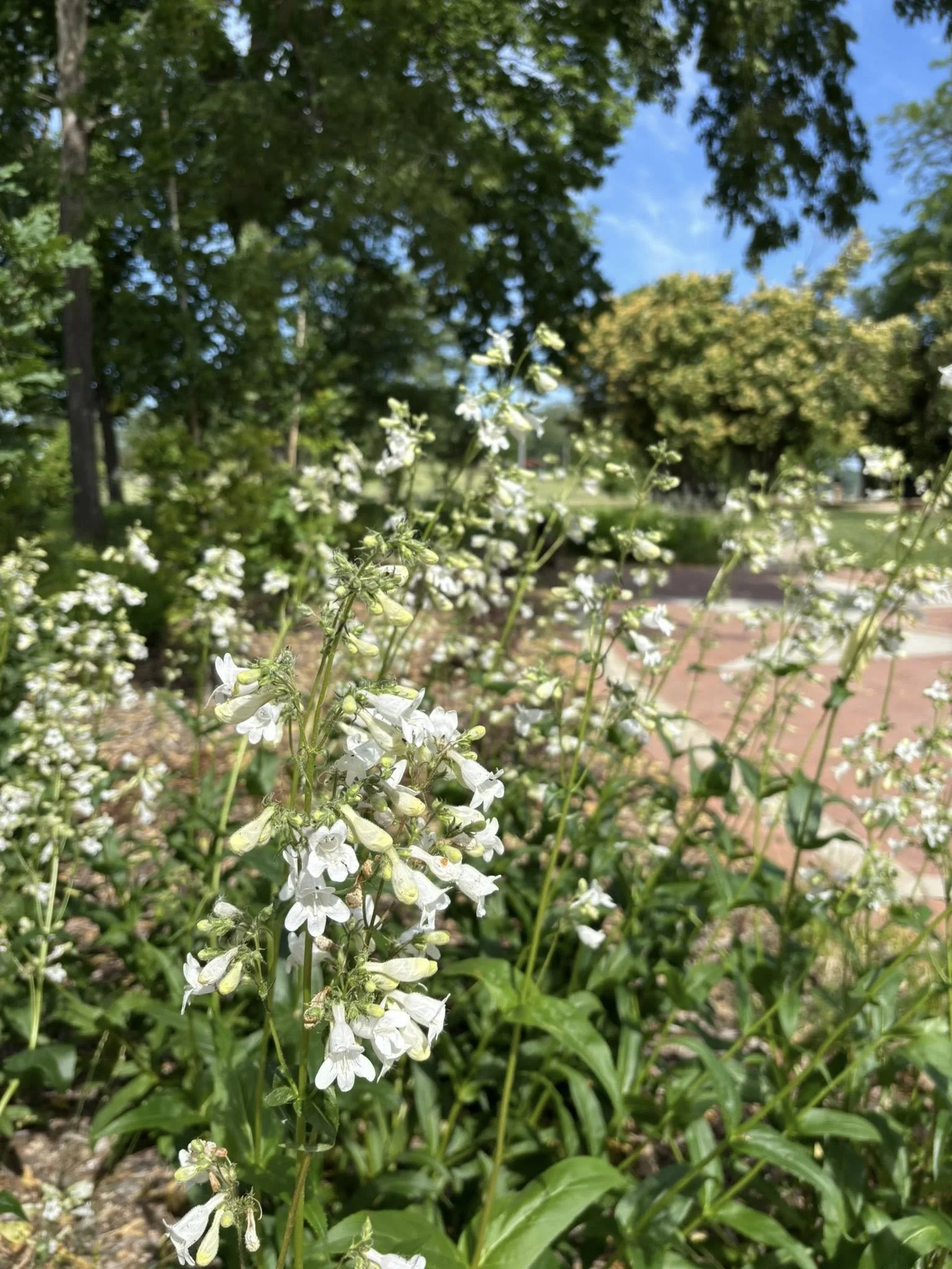 How Does This Garden Grow?