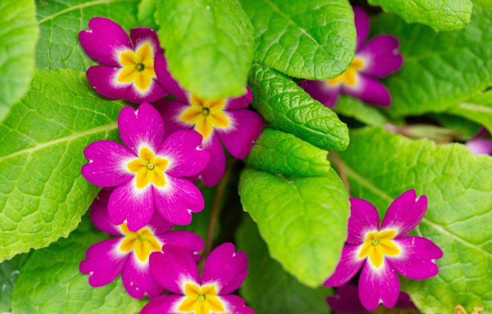 Primrose Path Primrose — Friends of Shakespeare Garden