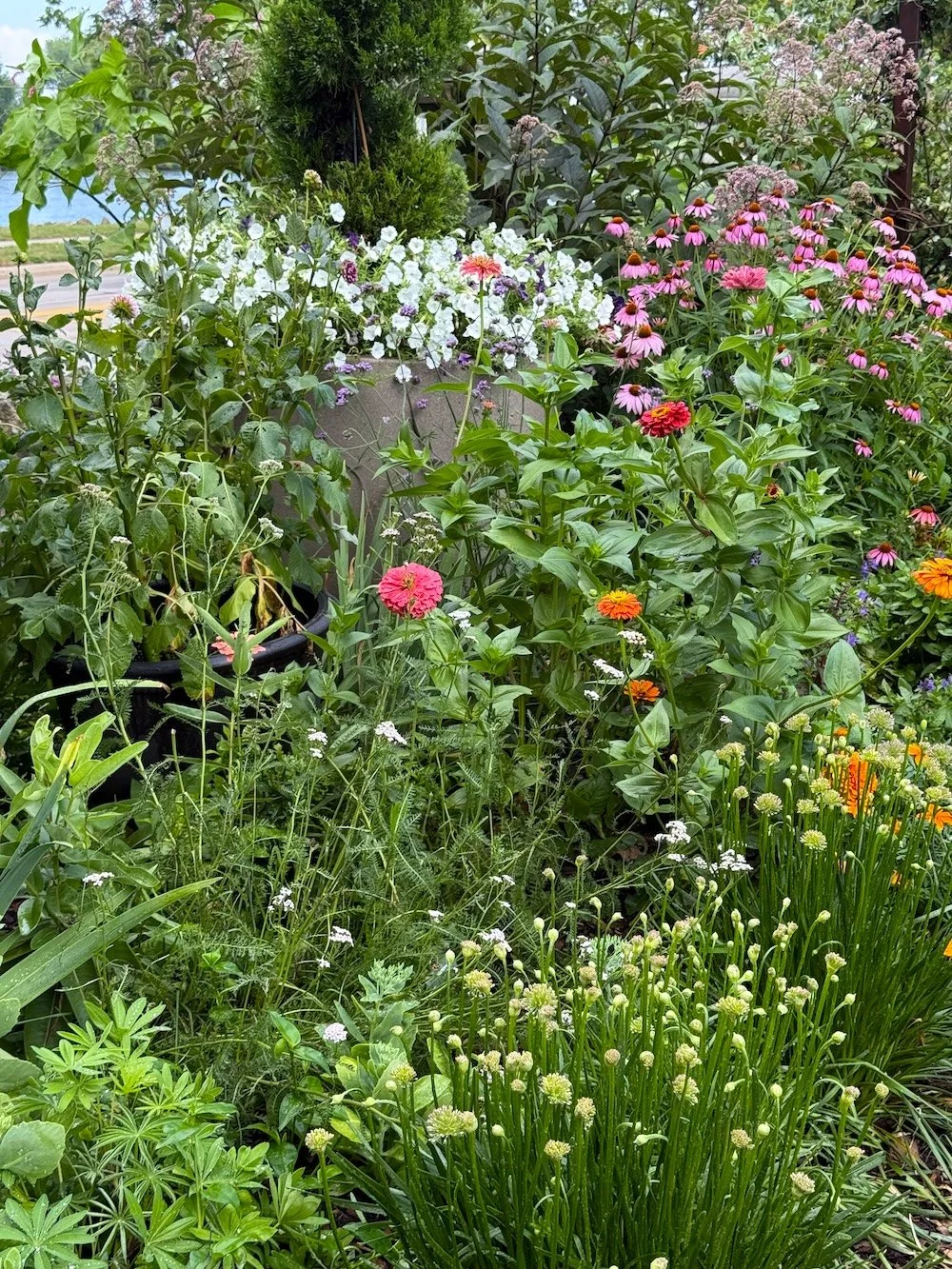 Shakespeare Garden at Ellis ParkIMG_6483.jpeg