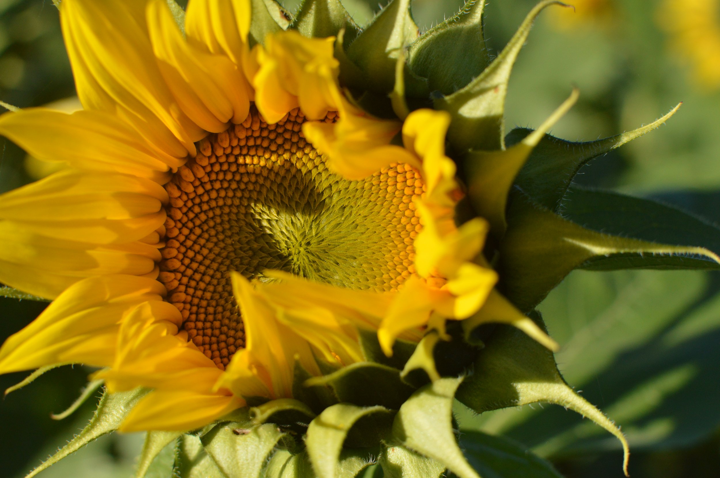 7D4D3B31-08C5-4170-A4E4-6693ACEAC1CA.jpeg