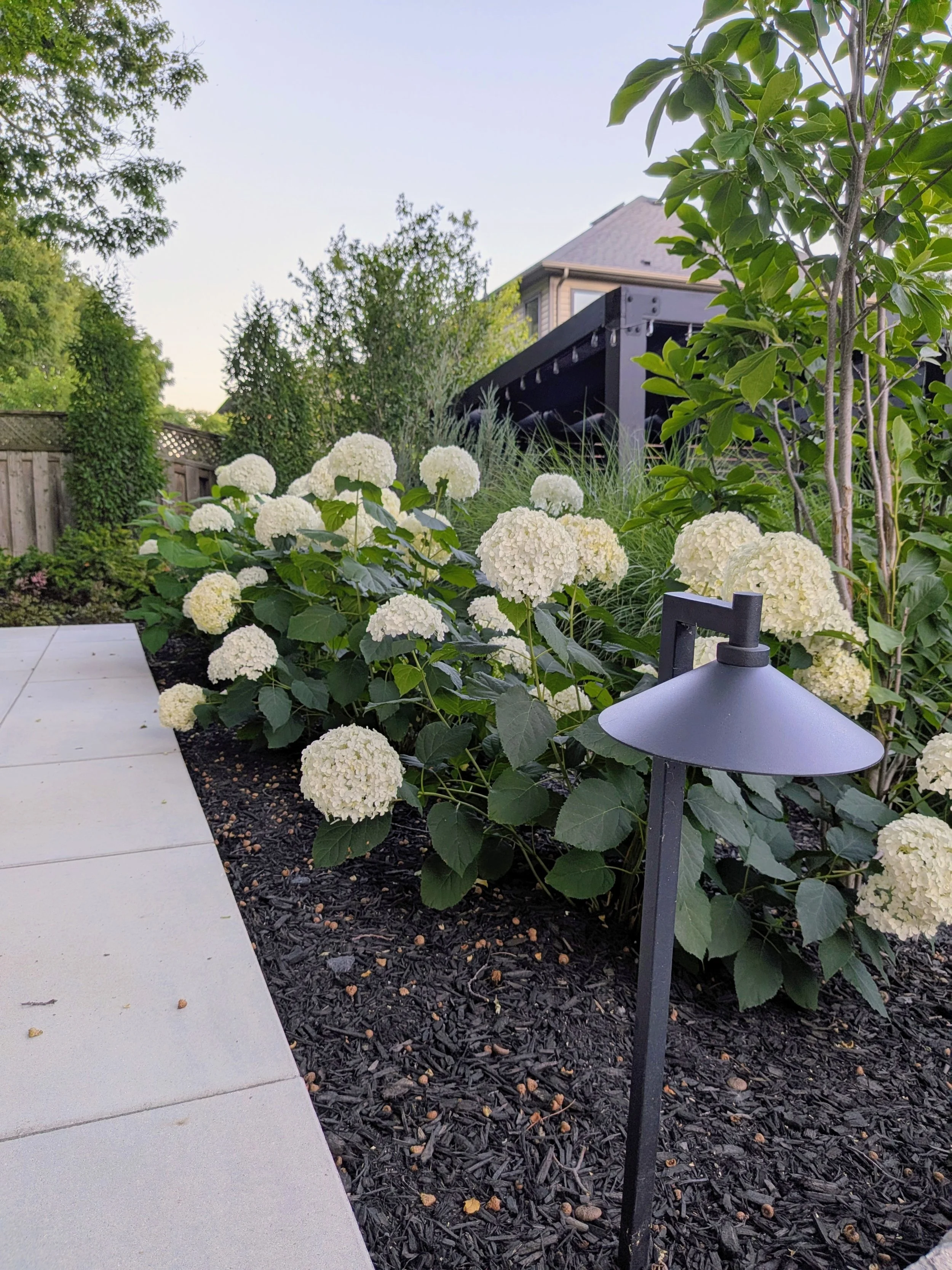 A garden with white hydrangea flowers, green bushes, and a small tree, with a patio area and house with a black deck in the background.