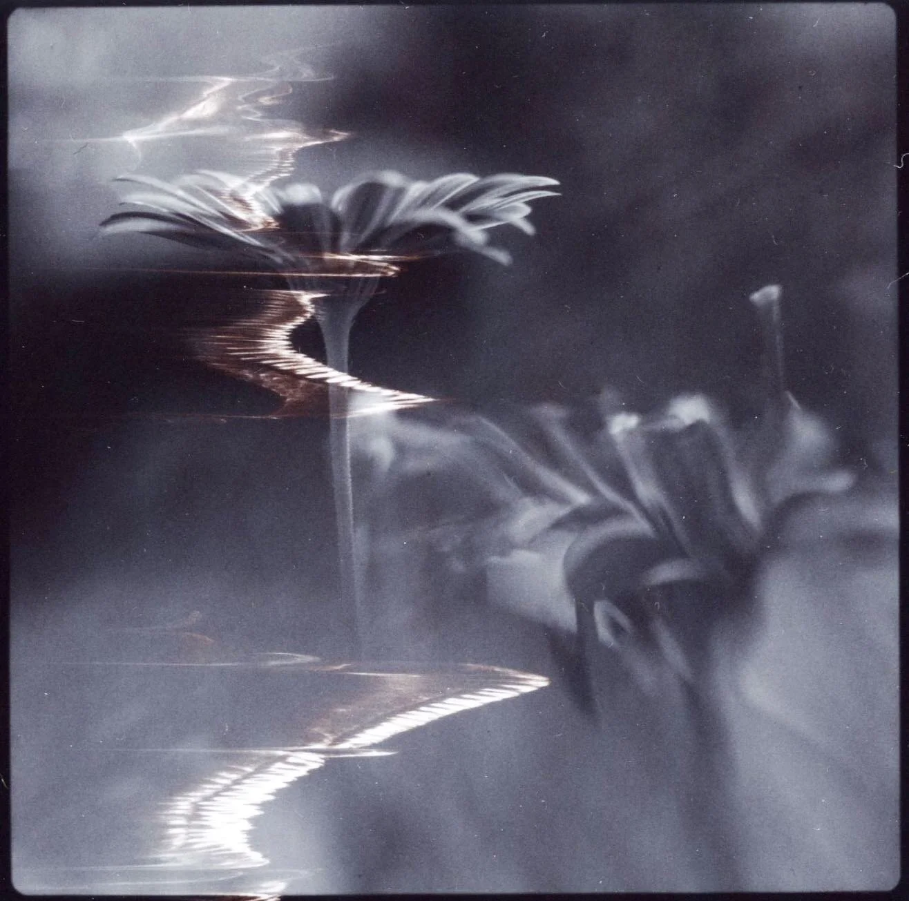 #hasselblad 500 c/m #fuji #fp100b #film #photography #packfilm
