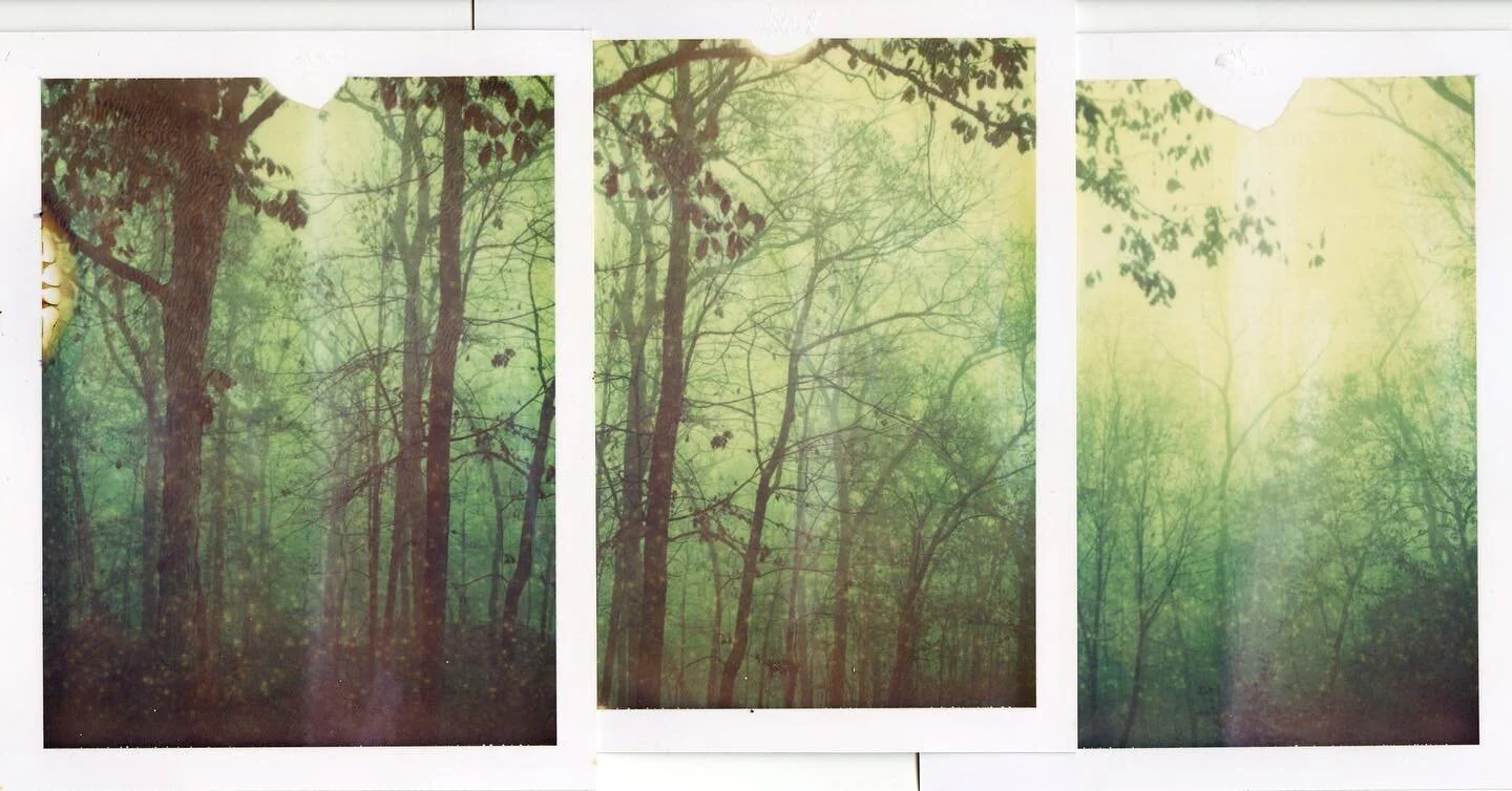 #polaroid #195 #669 #film #photography #packfilm