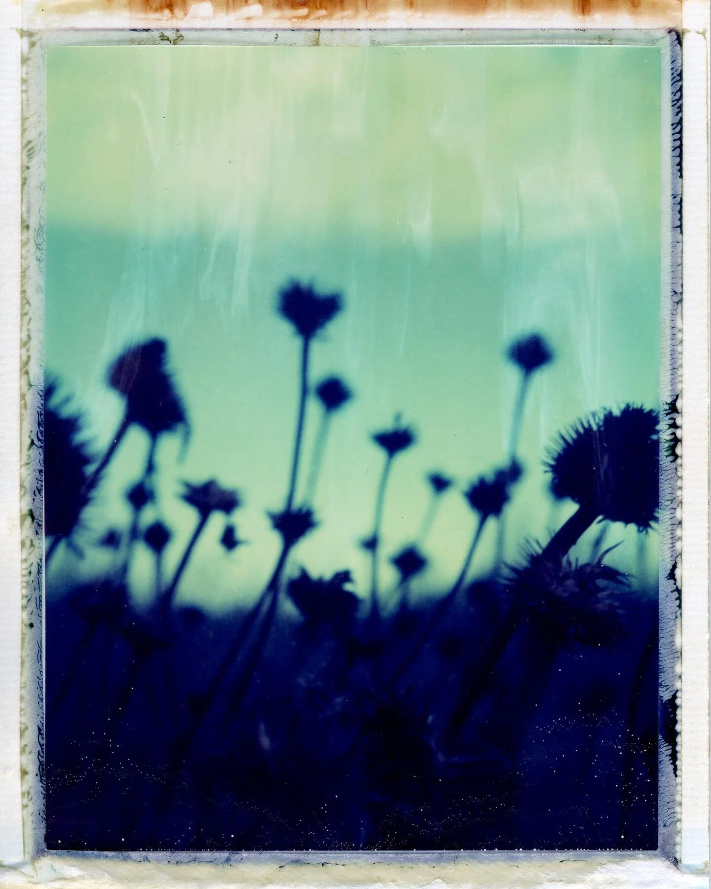 #polaroid #195 #669 #film #photography #packfilm