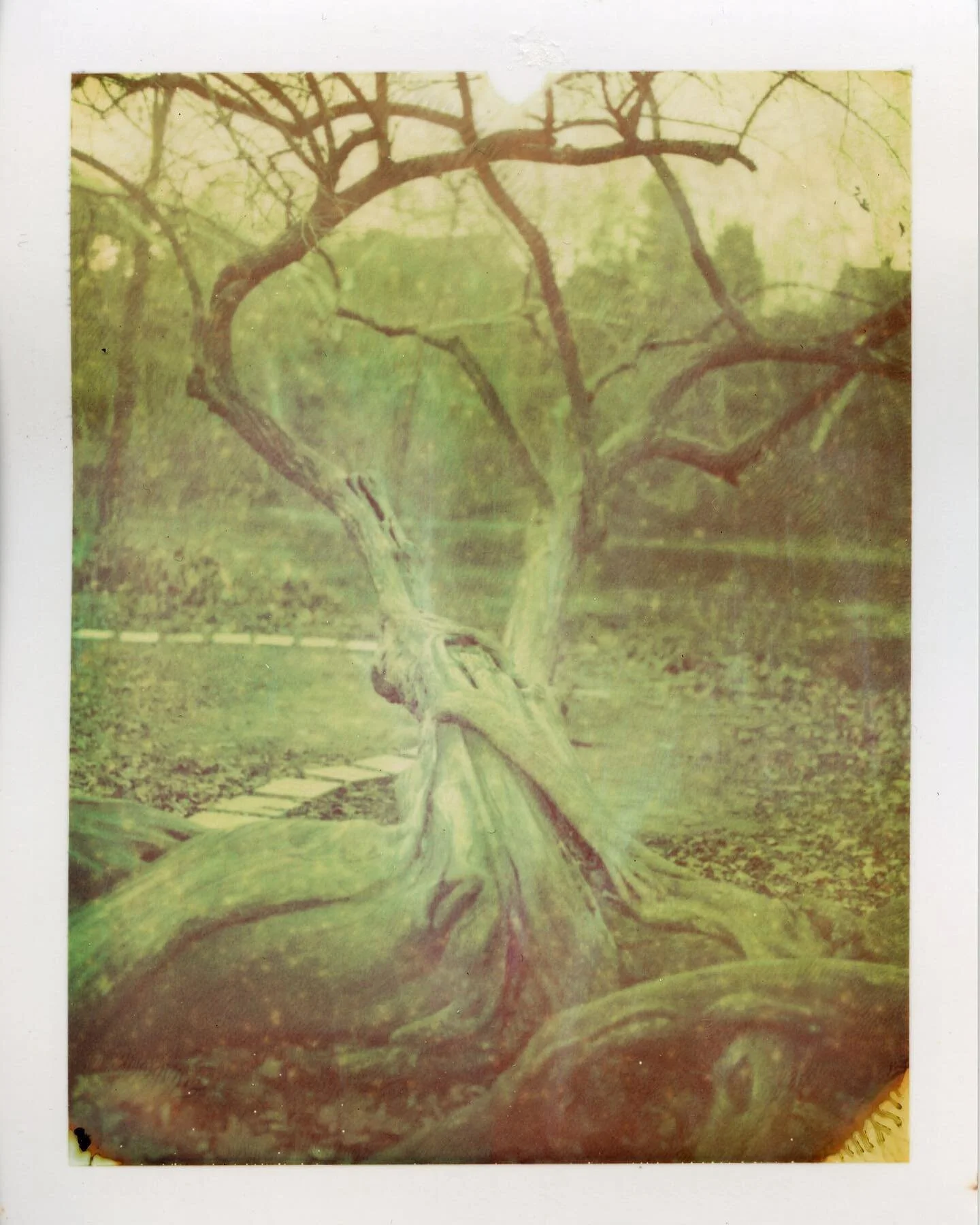 #polaroid #105 #669 #film #photography #packfilm