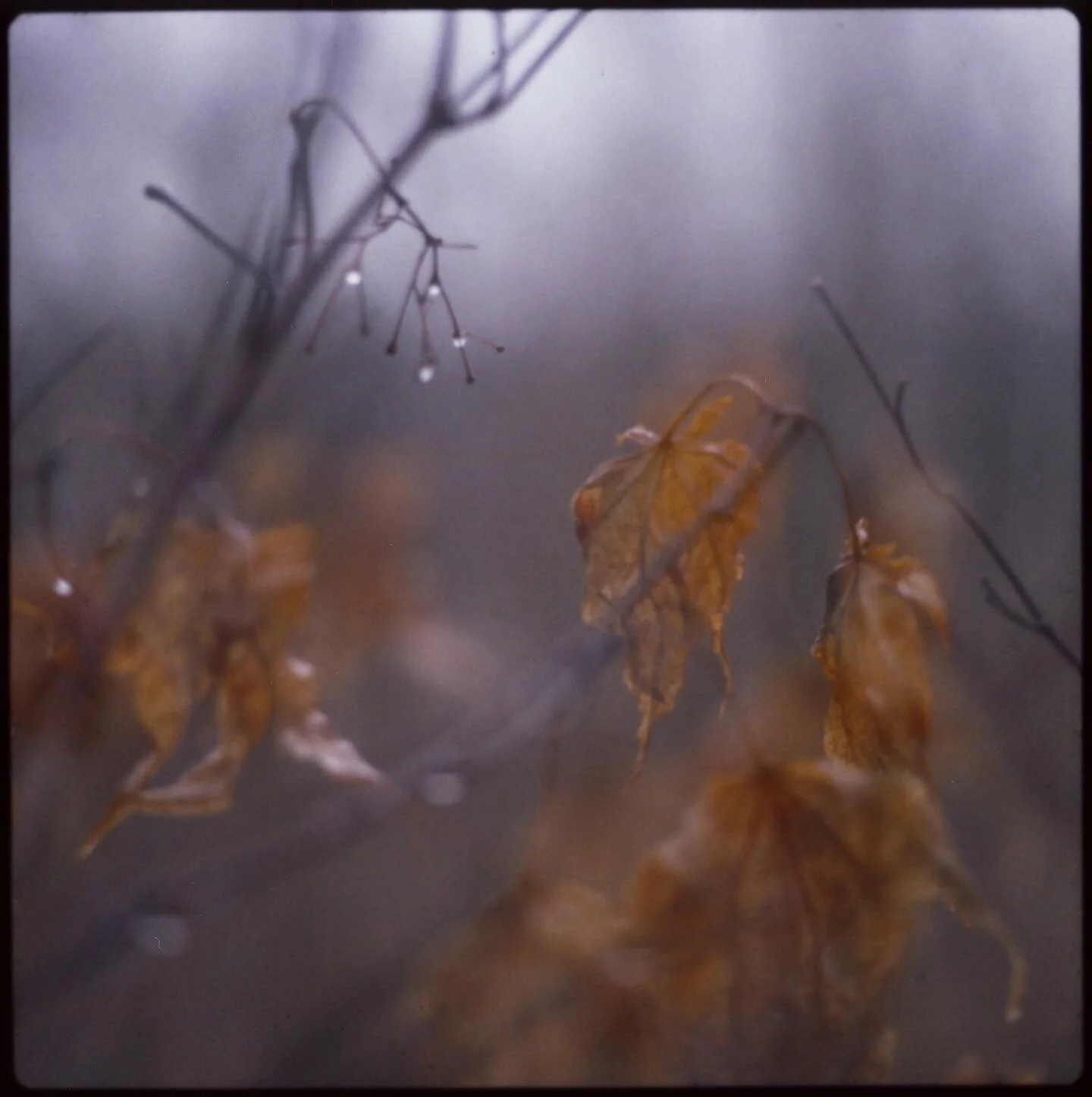 #hasselblad 500 c/m #fuji #fp100c #film #photography #packfilm