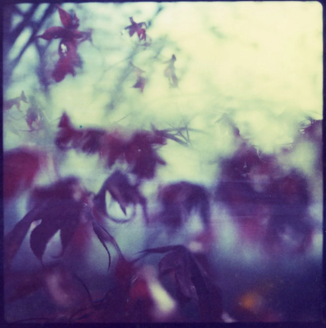 #hasselblad 500 c/m #polaroid #108 #film #photography #packfilm