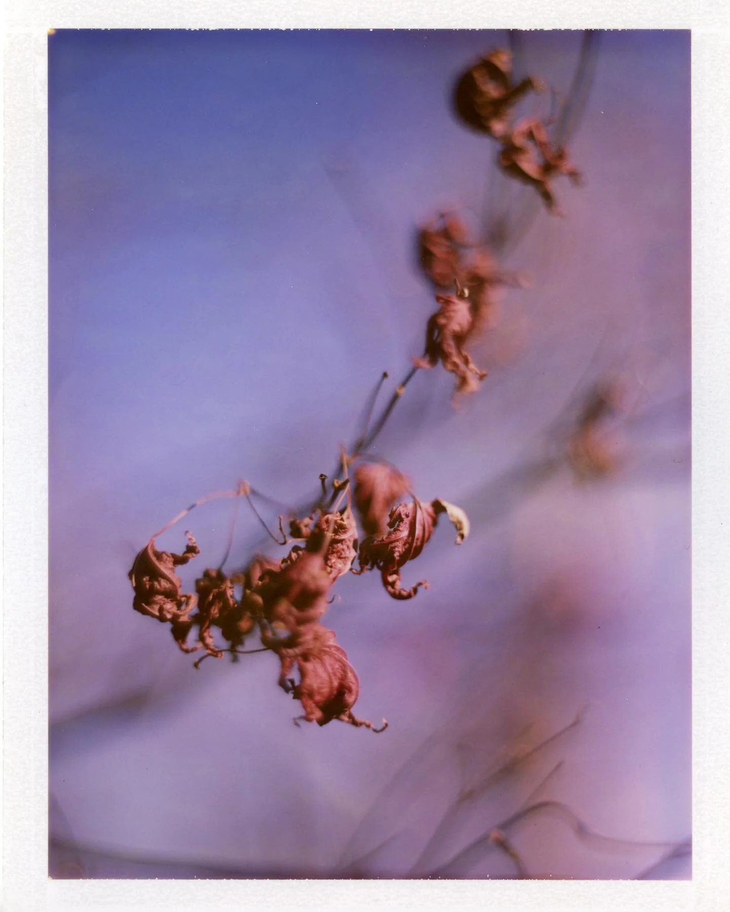 #graflex #crowngraphic #aeroektar #fuji #fp100c45 #film #photography #largeformat
