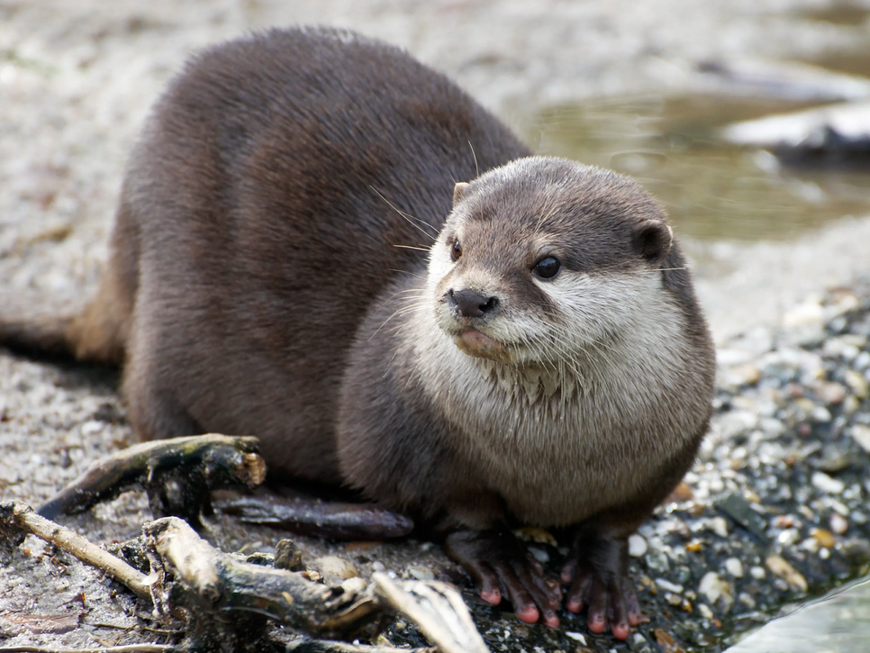 Kushtaka in Otter Form