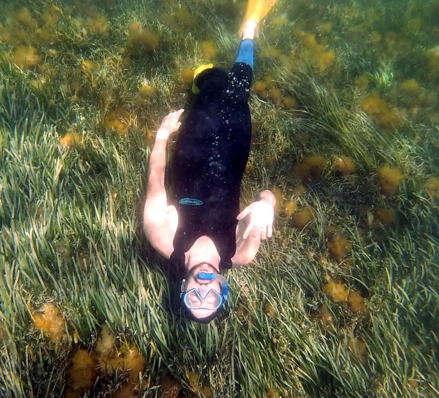 👩&zwj;🦰 Aaron swimming in the backyard thanks to all the rain we've been having lately. 🏊&zwj;♂️ 

... not really though, this was from when we tried to scuba at Rottnest and there were 2 tiger sharks so we boated over to Carnac Island where the s