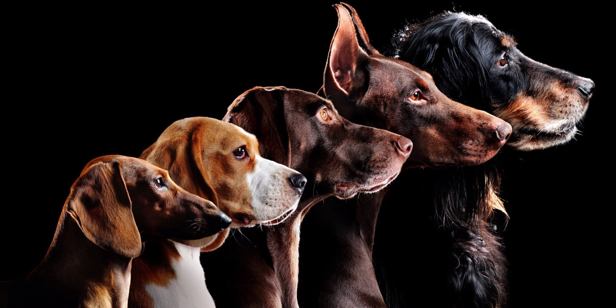 What Is Pack Mentality Dog