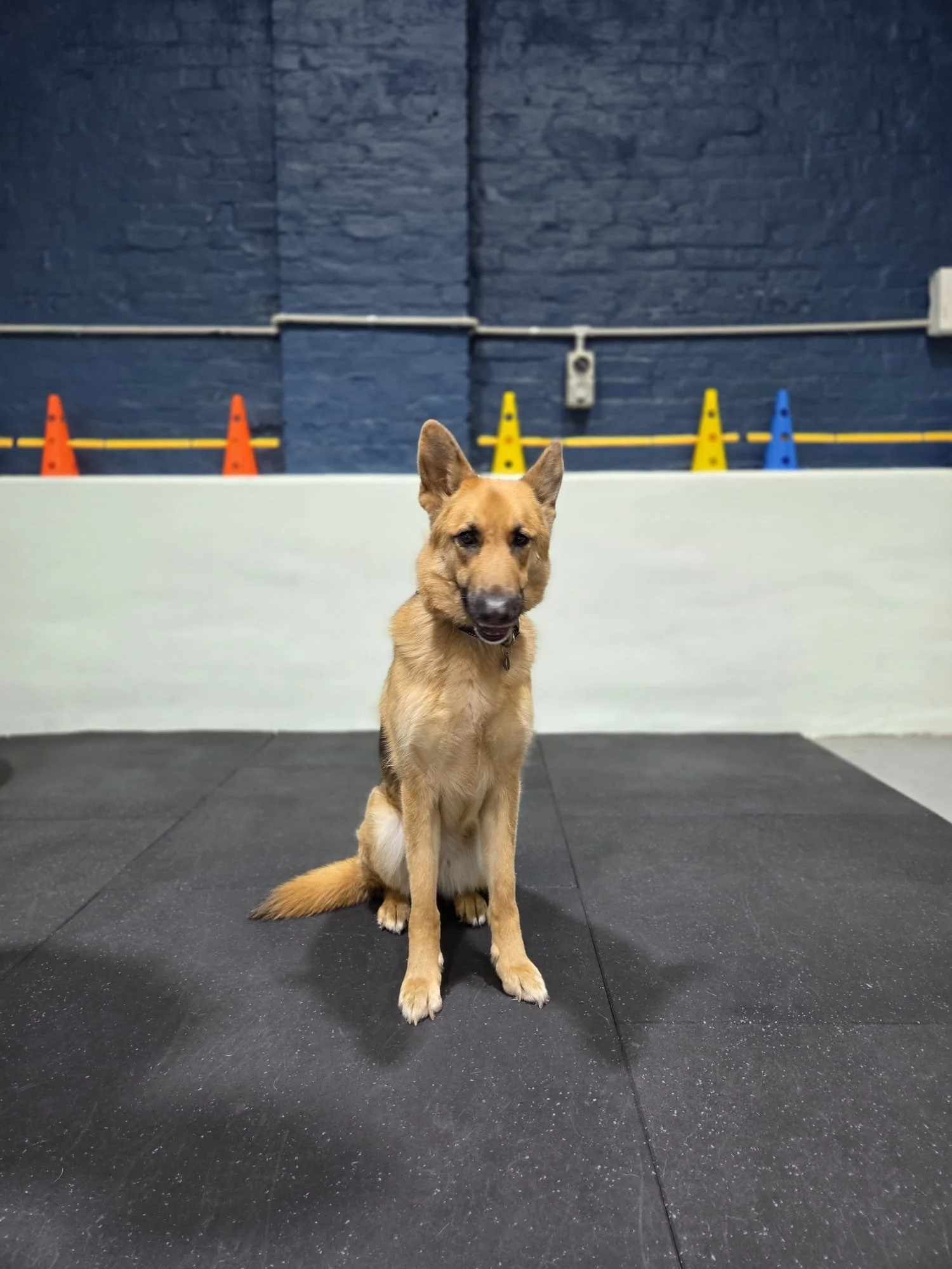 Sasha training space.jpeg