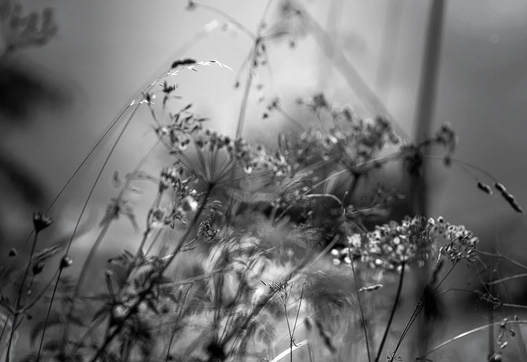 Ombres suvage15@Iris Leroyer.jpg