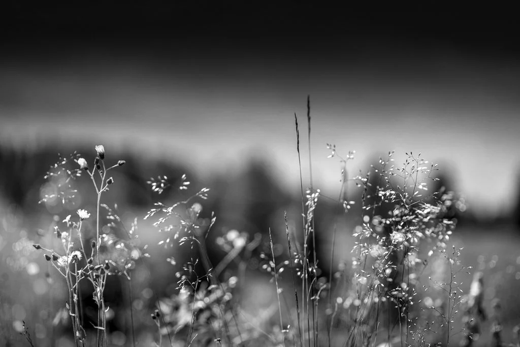 Ombres suvage11@Iris Leroyer.jpg