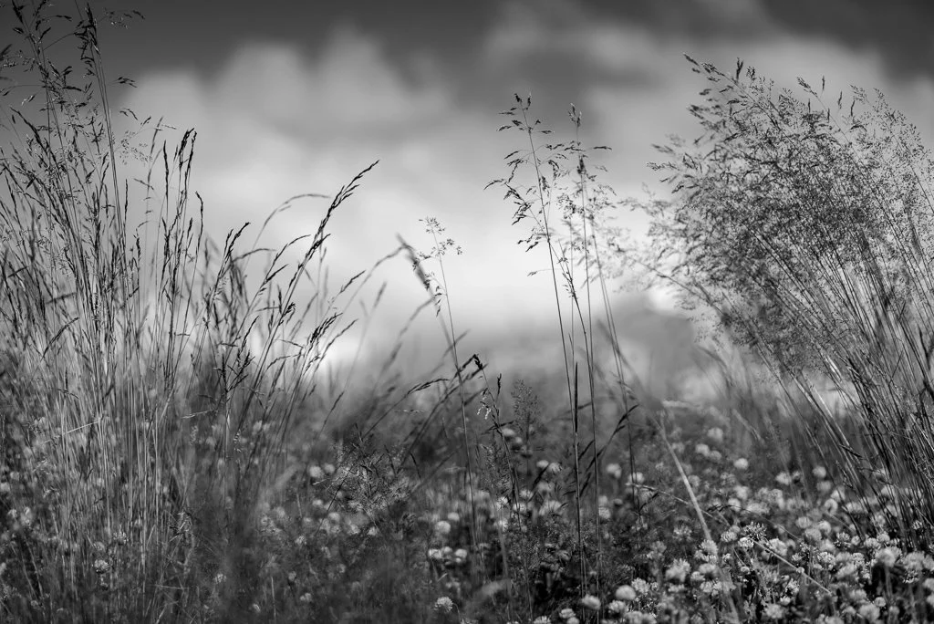 Ombres suvage10@Iris Leroyer.jpg