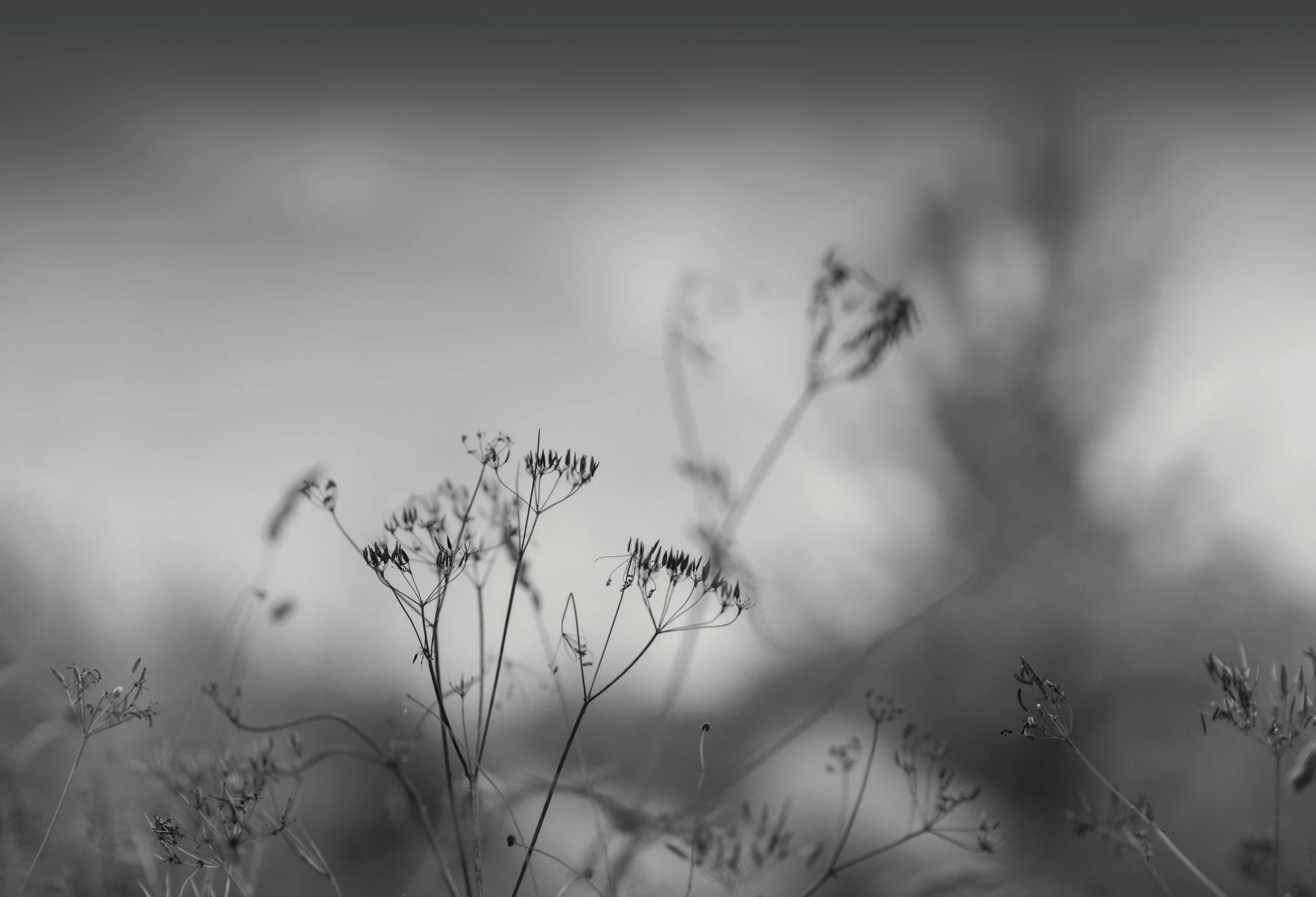 DOC OMBRES SAUVAGE.jpg