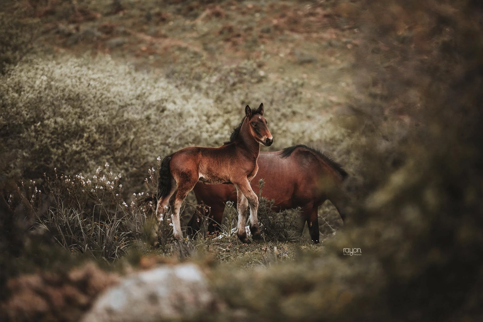 Equine Photography Work Alica Mak Co Host — Matt Photography