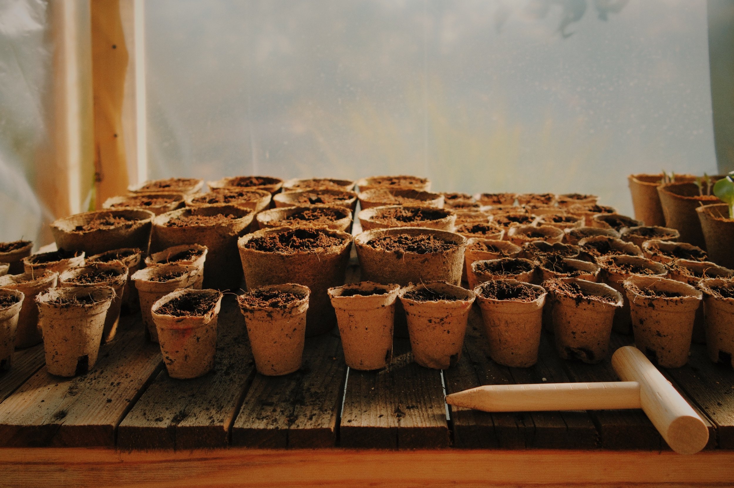 How We Grow Seedlings at Grounded Goods
