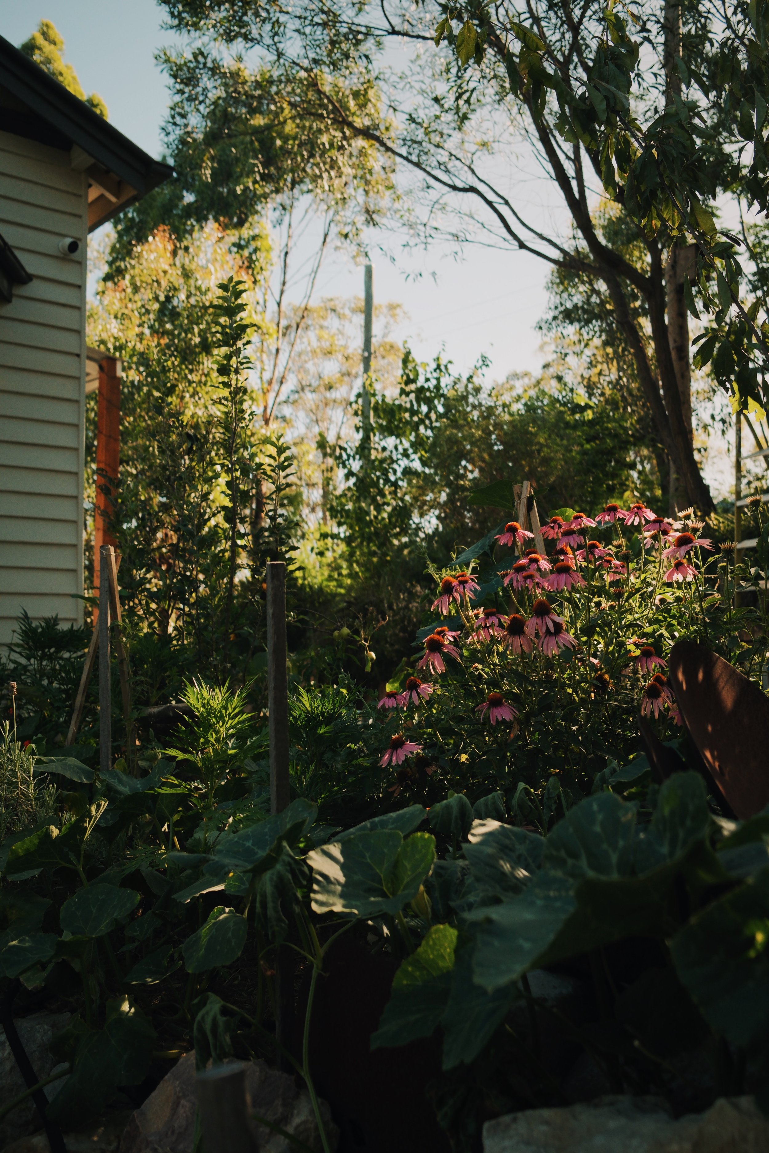 Seasonal Gardening in South East Queensland