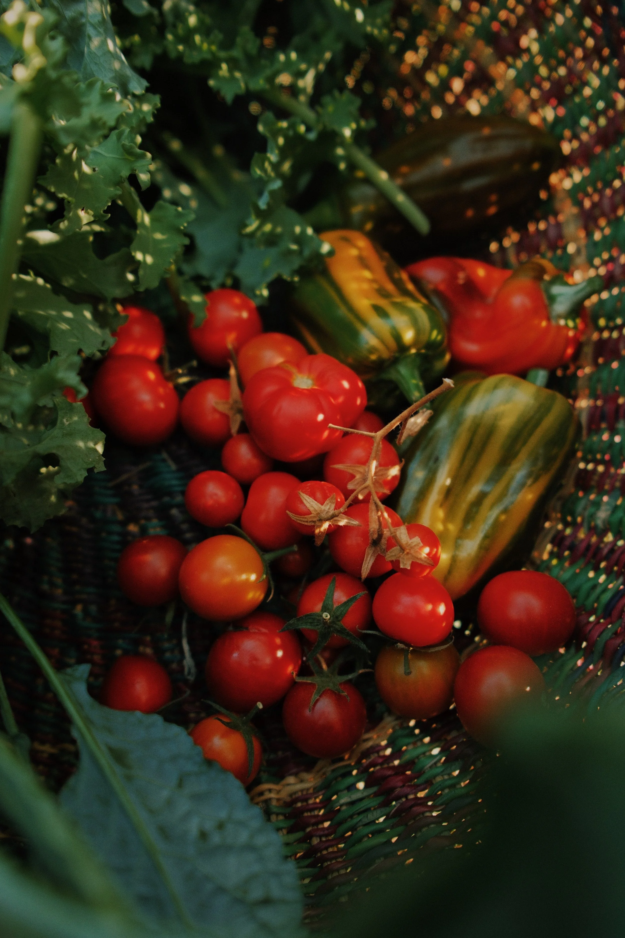 A Beginner’s Guide to Starting a Home Garden