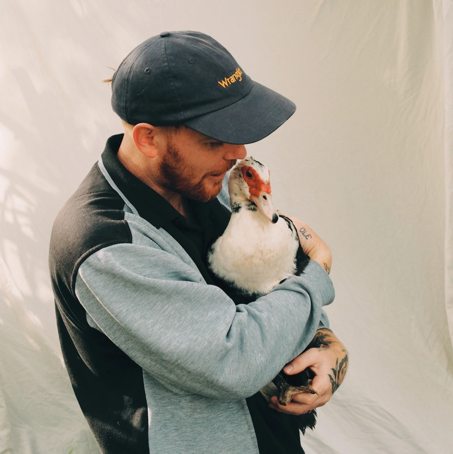 A man with a beard and tattoos, wearing a gray and black jacket and a black Wranglers baseball cap, is holding and gently cradling a muscovy duck with a white body and red and black facial markings in front of a plain, light-colored background.