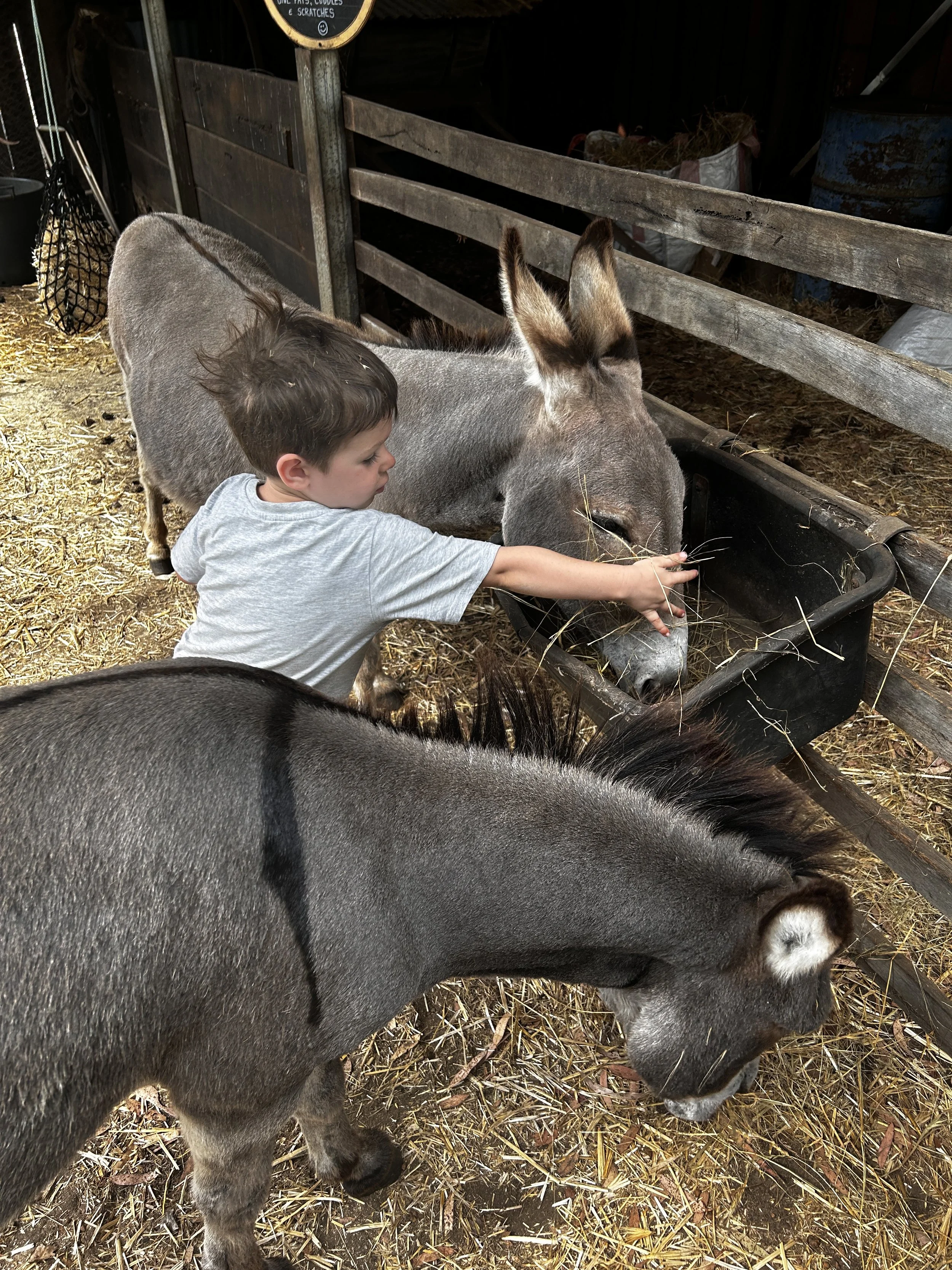 Our friendly miniature donkeys and one of the alpacas behind a wooden fence.